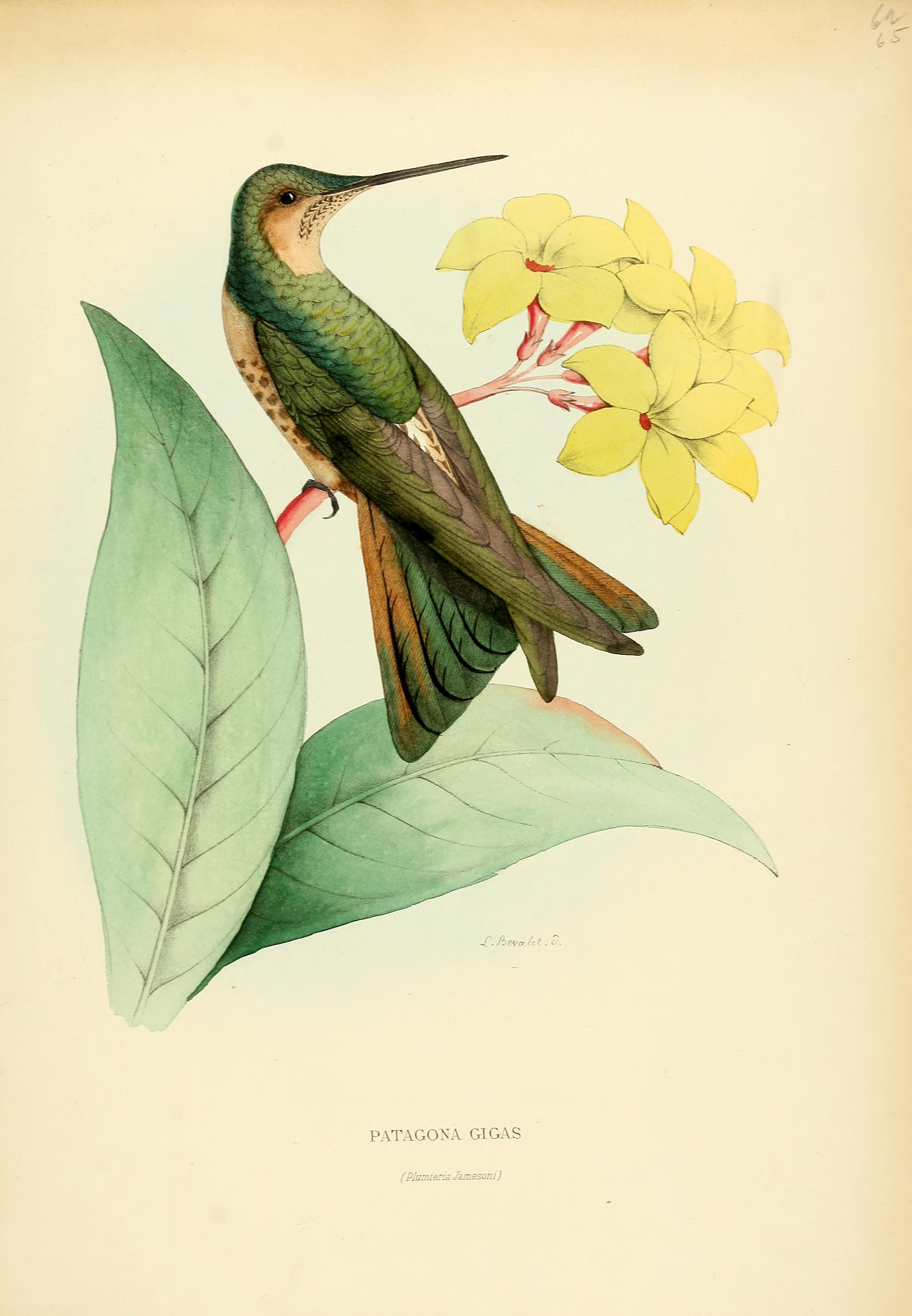 no full size  illustration available (3a)