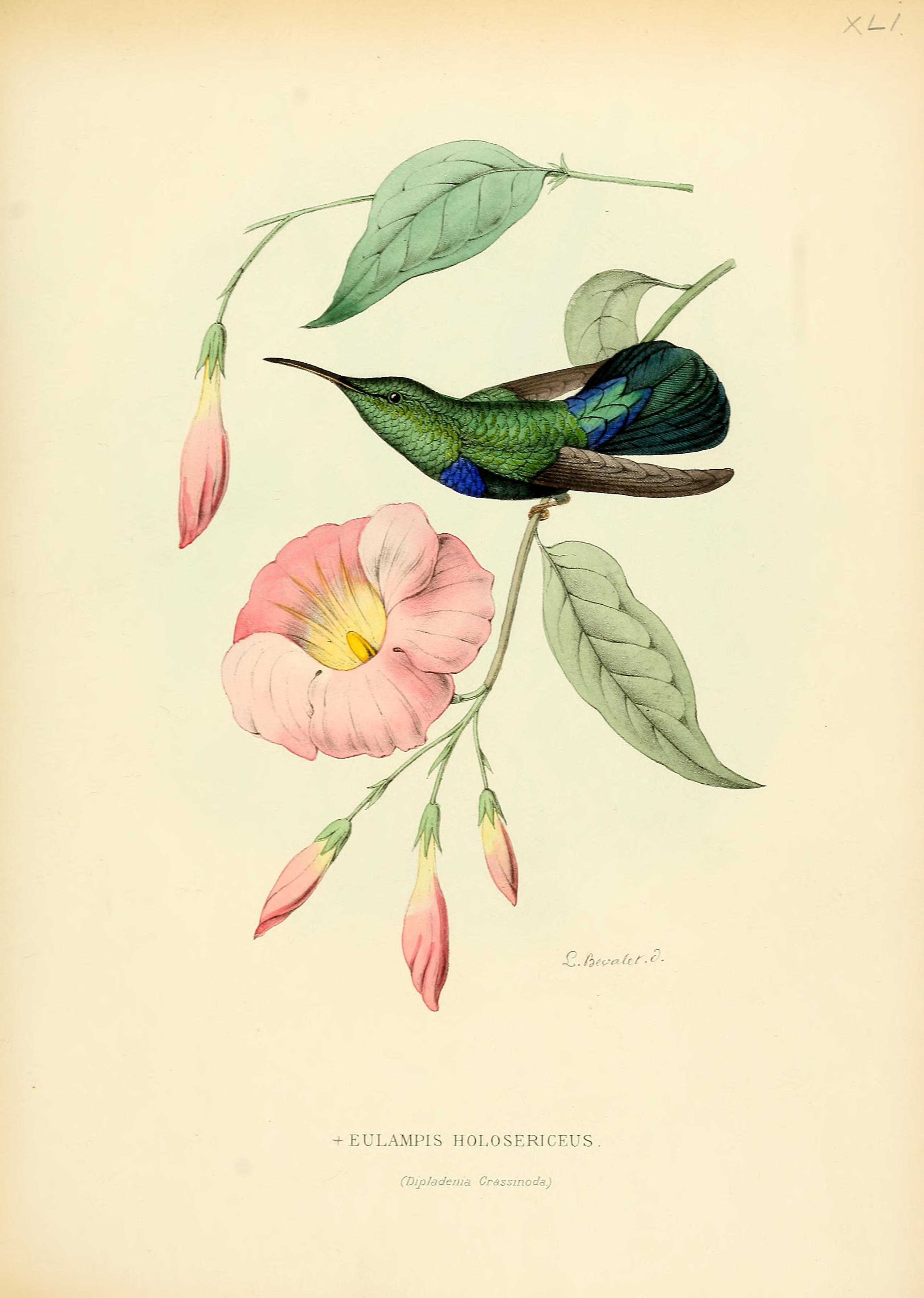 no full size  illustration available (3a)