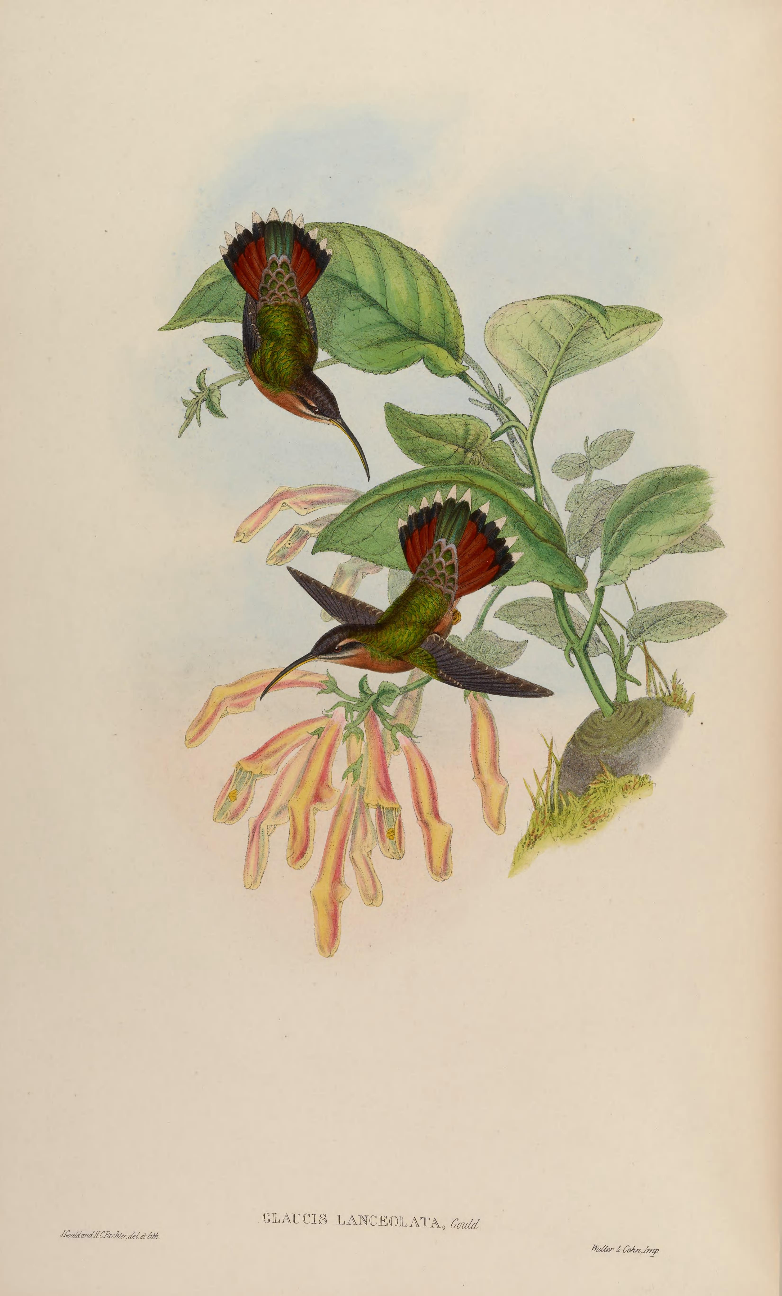 no full size  illustration available (3a)