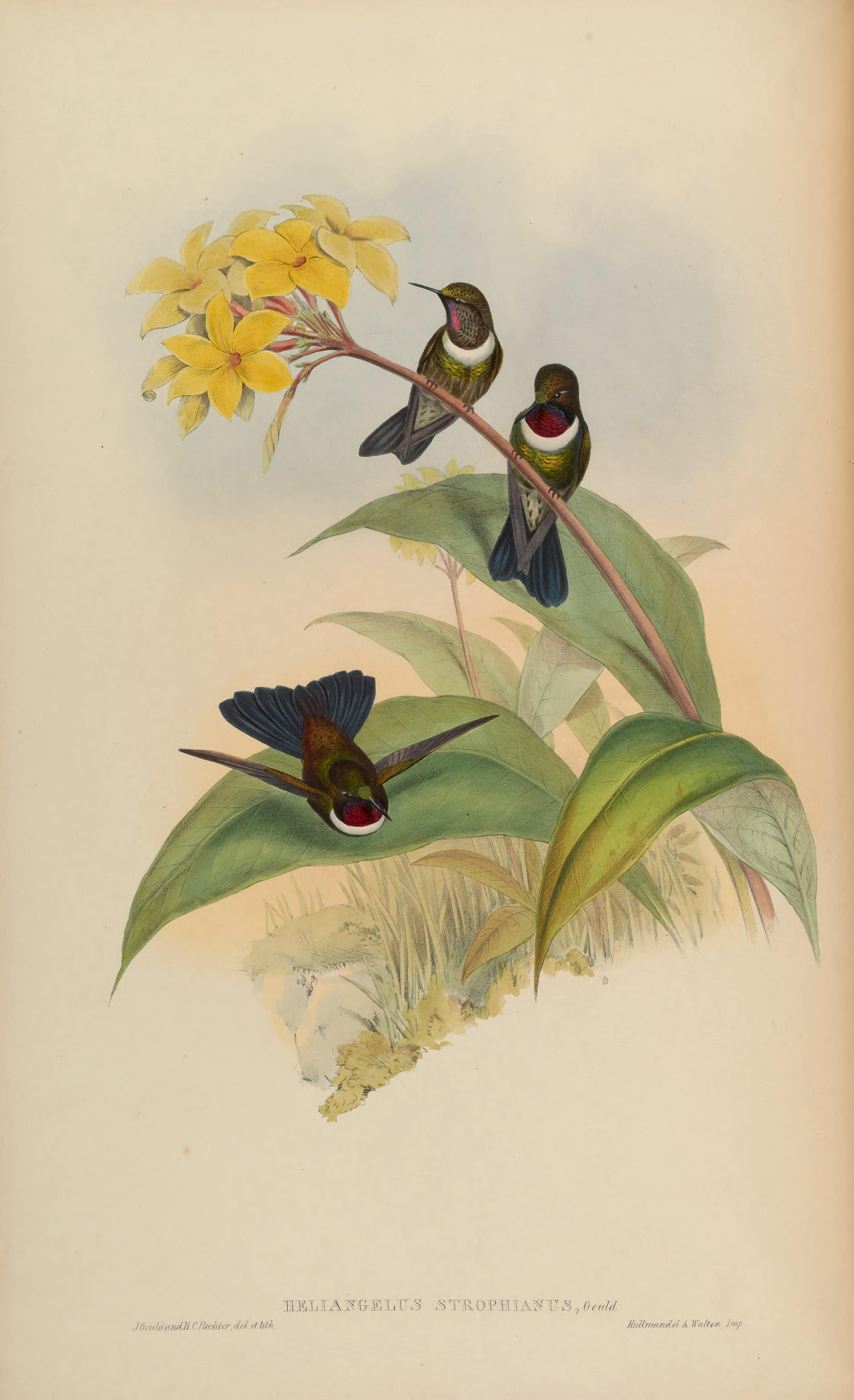 no full size  illustration available (3a)