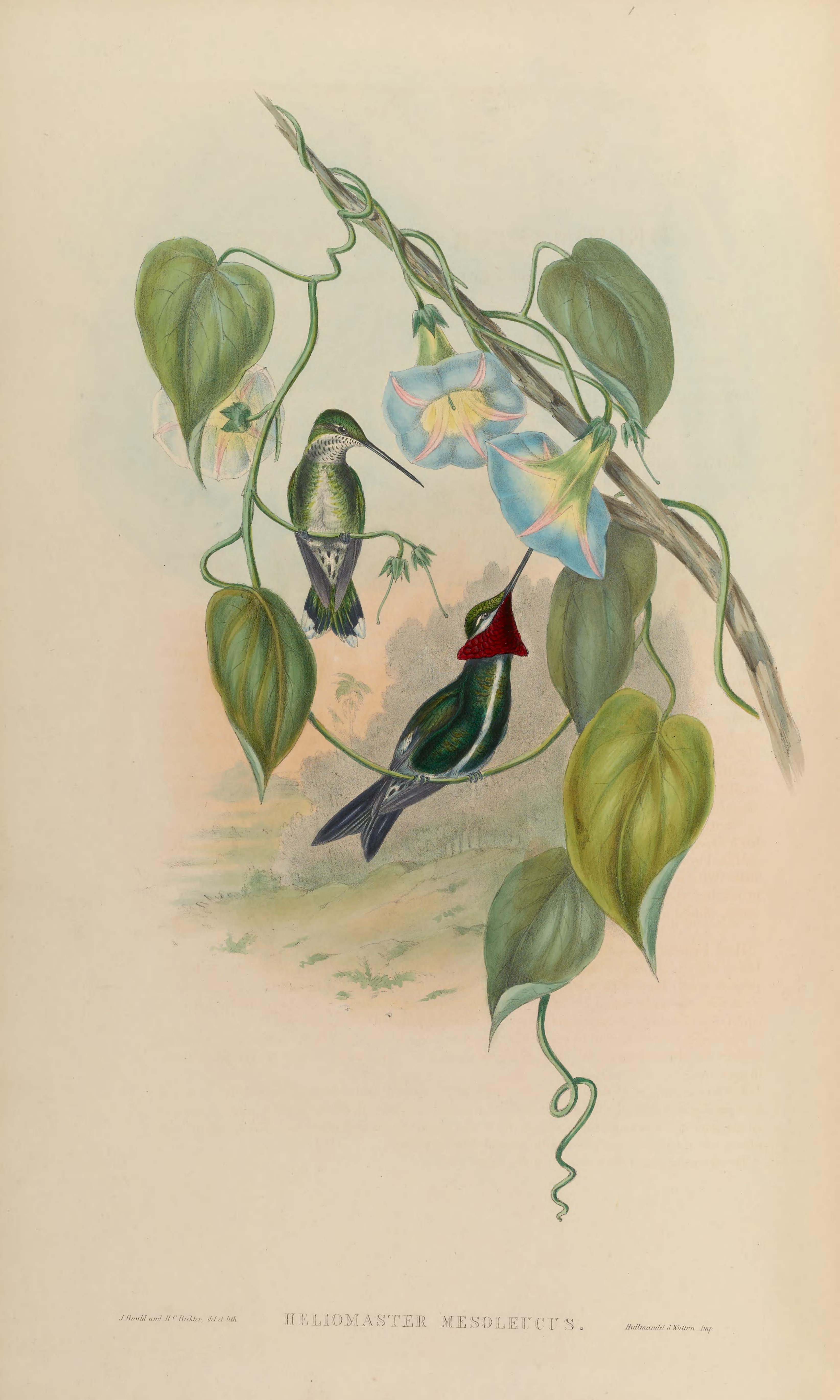 no full size  illustration available (3a)