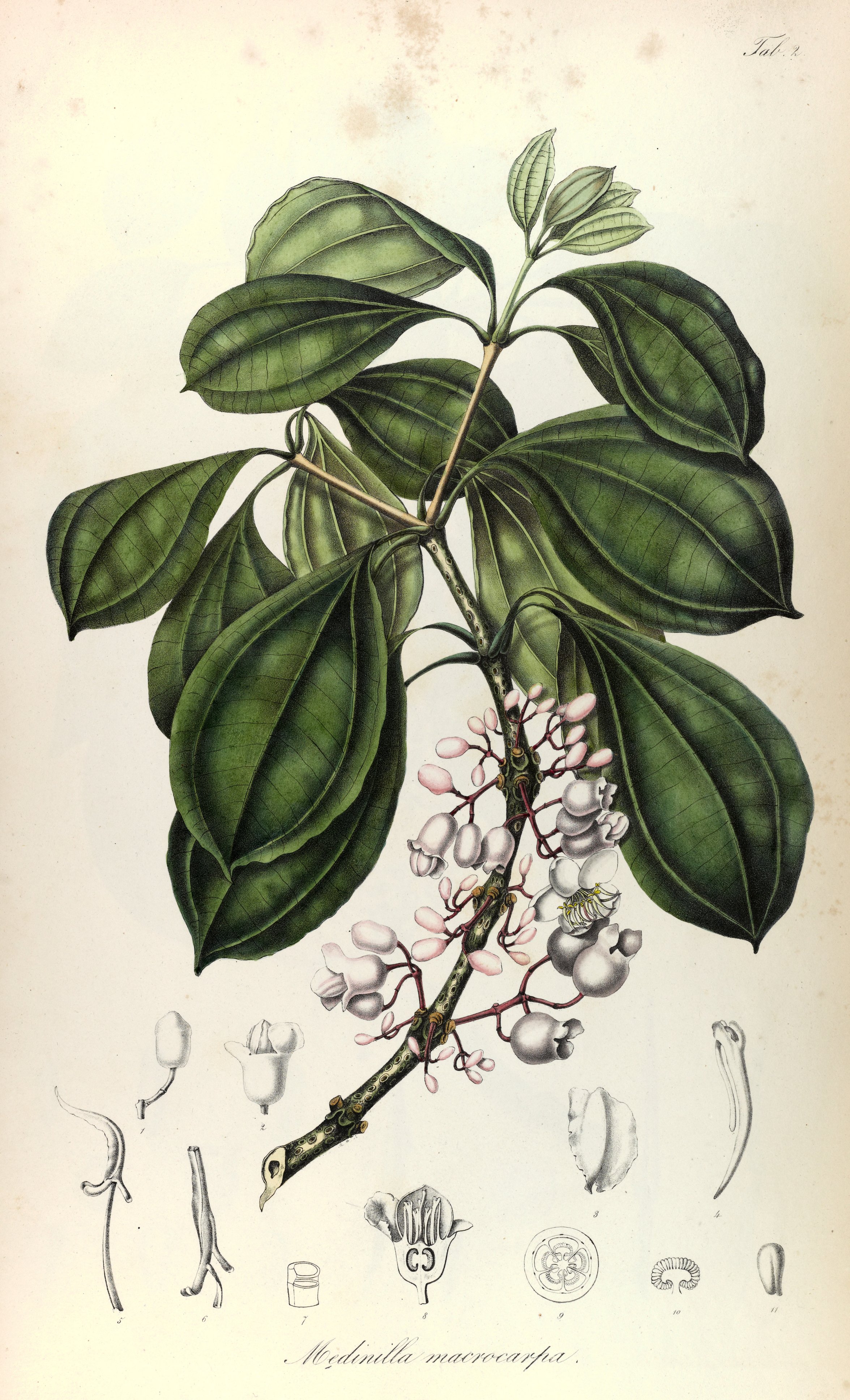 no full size  illustration available (3a)