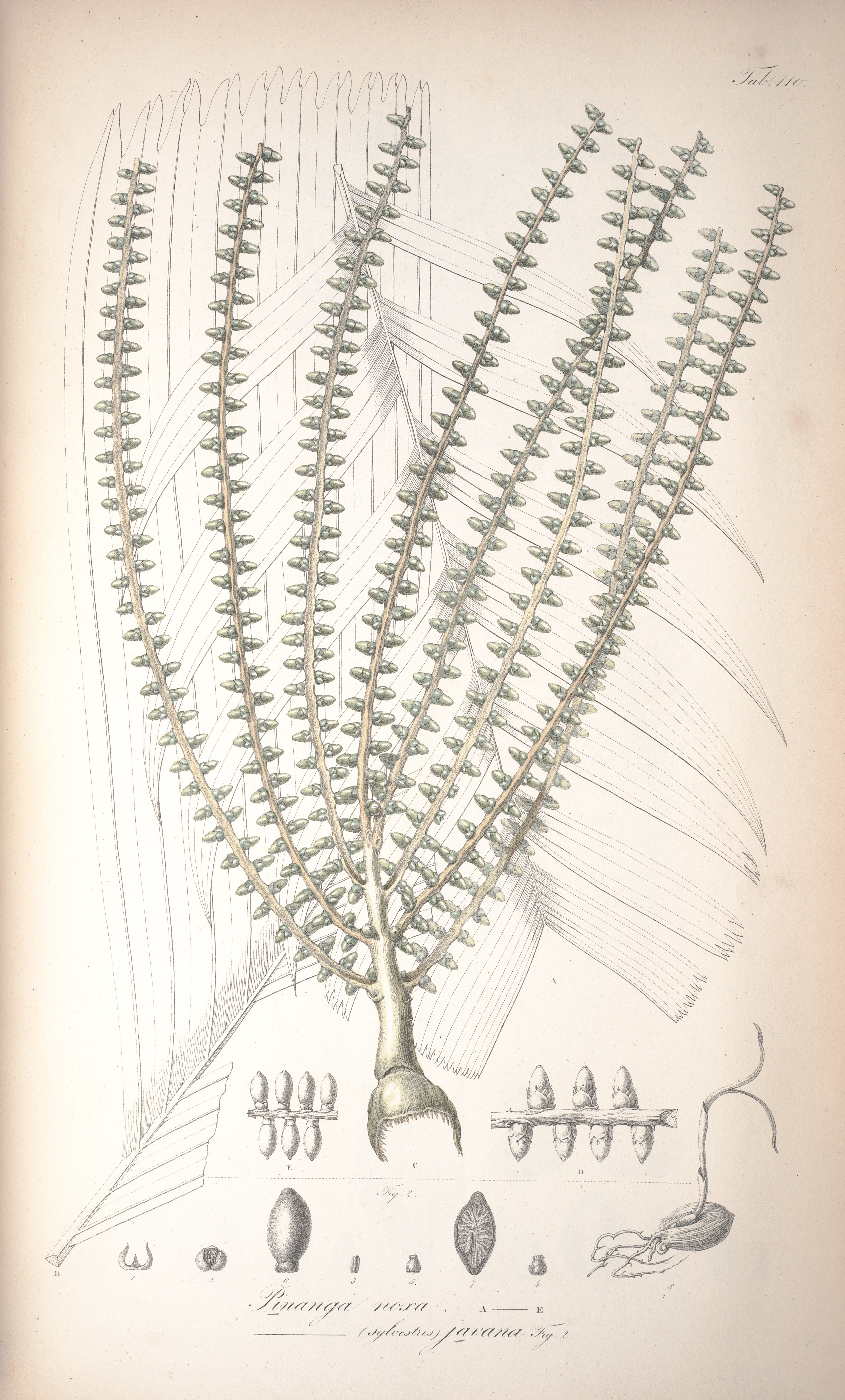 no full size  illustration available (3a)