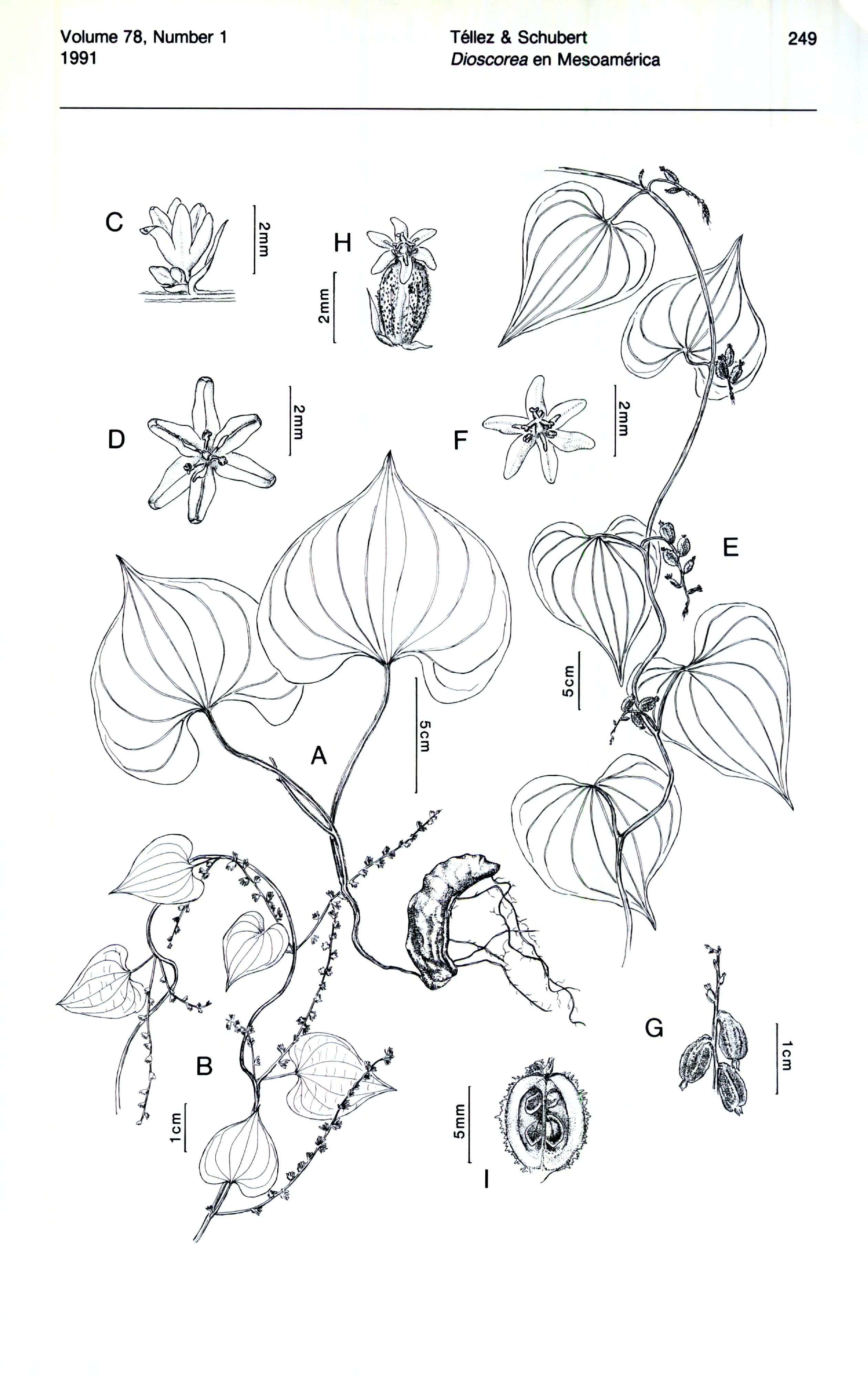 no full size  illustration available (3a)