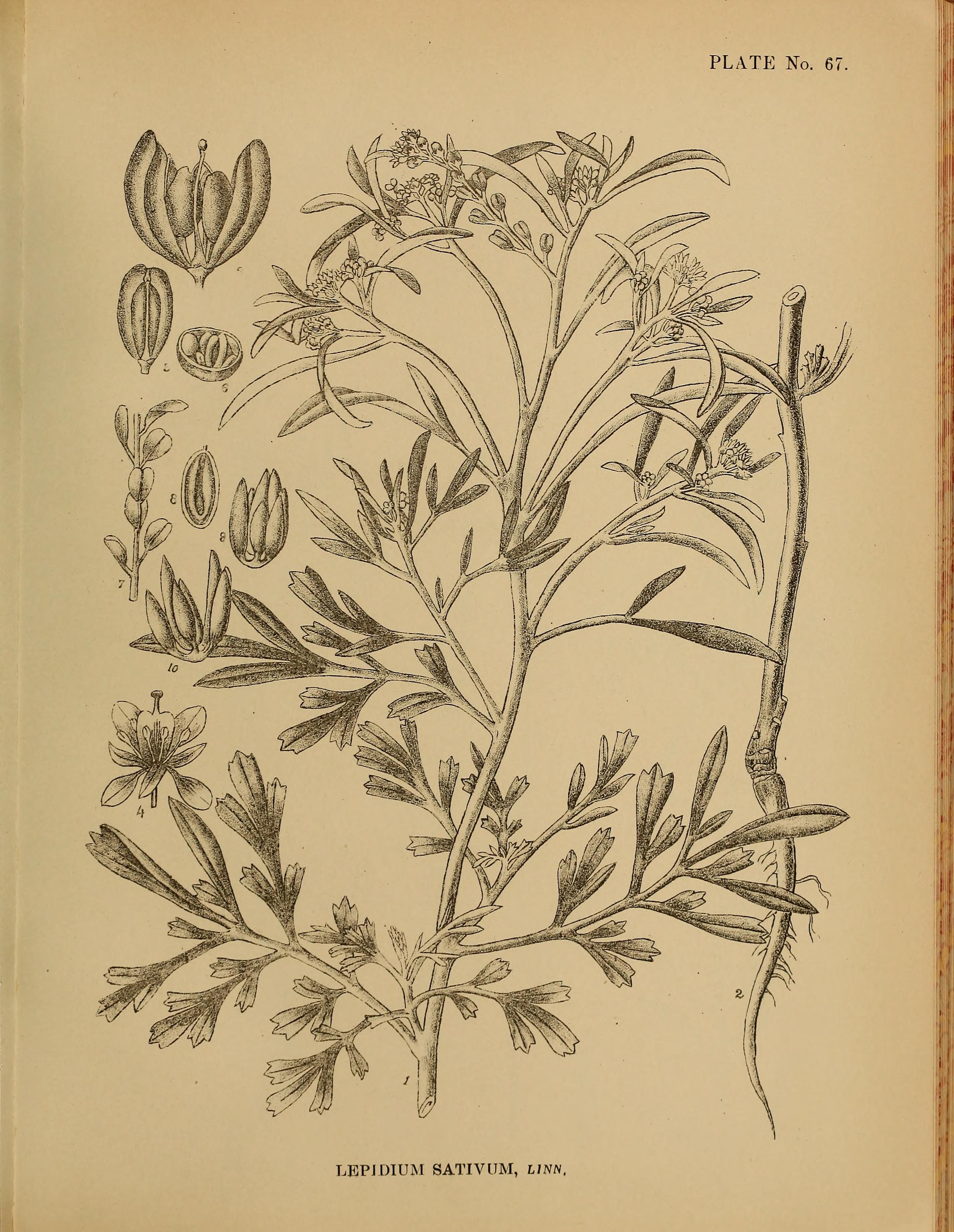 no full size  illustration available (3a)