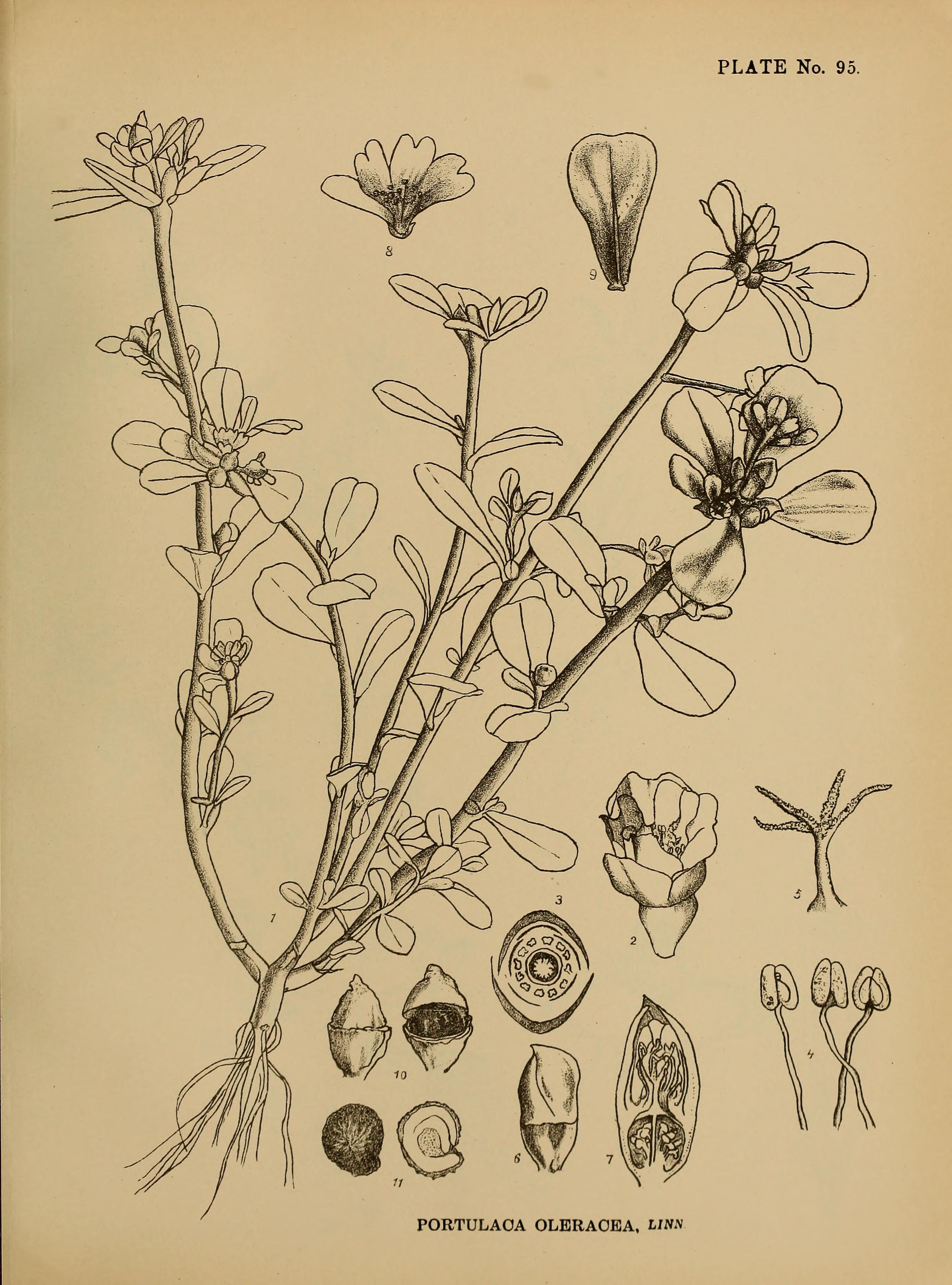 no full size  illustration available (3a)