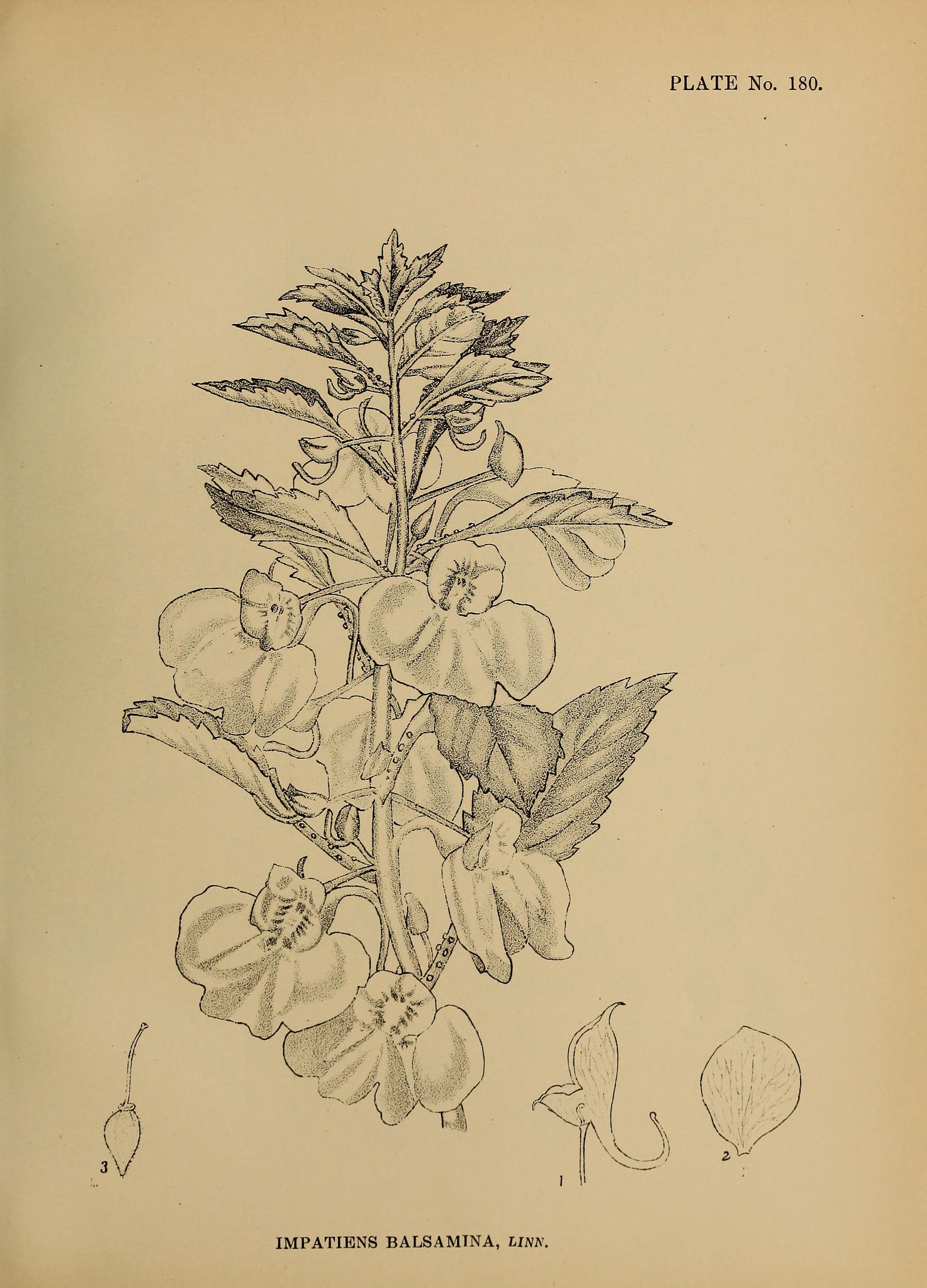 no full size  illustration available (3a)