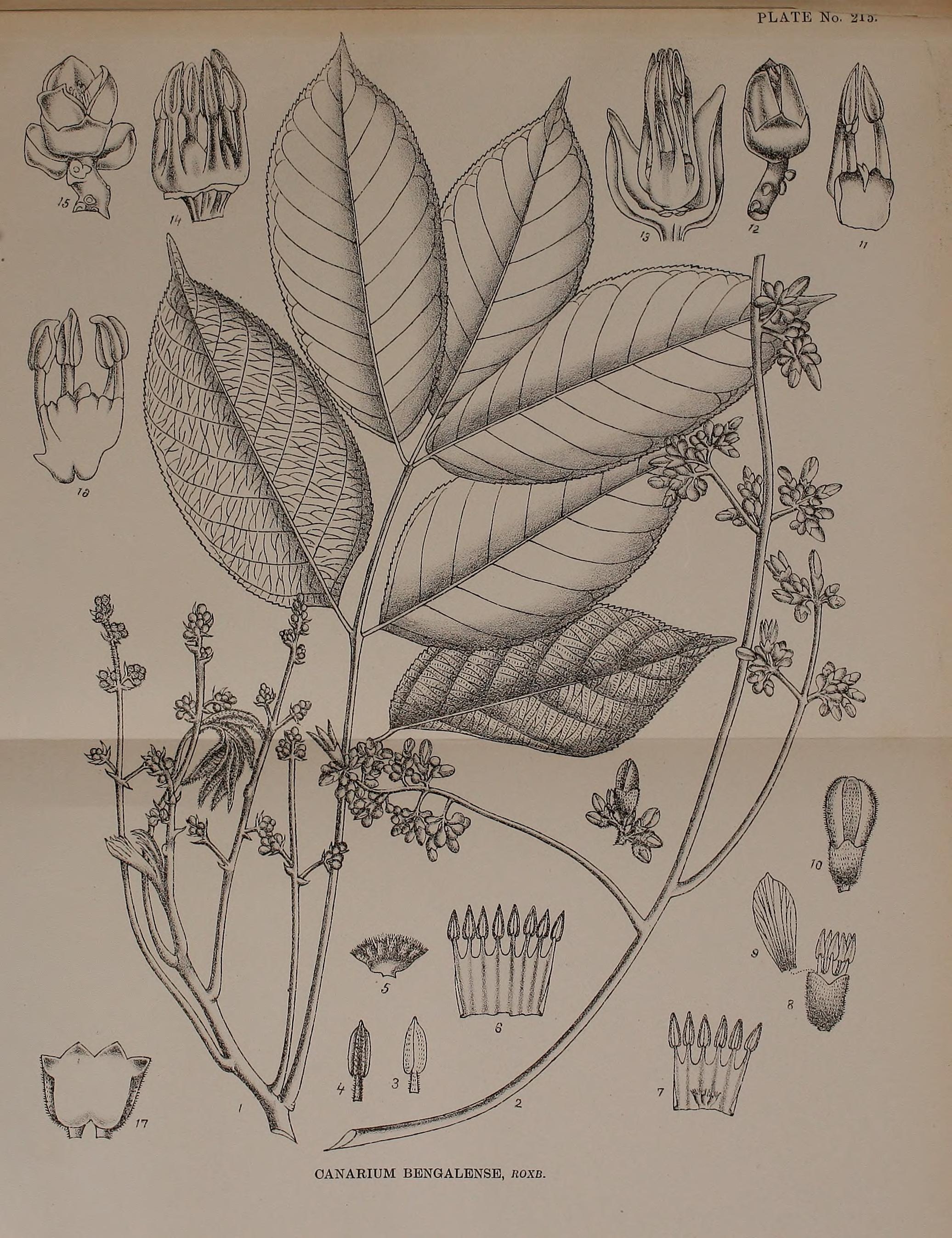 no full size  illustration available (3a)