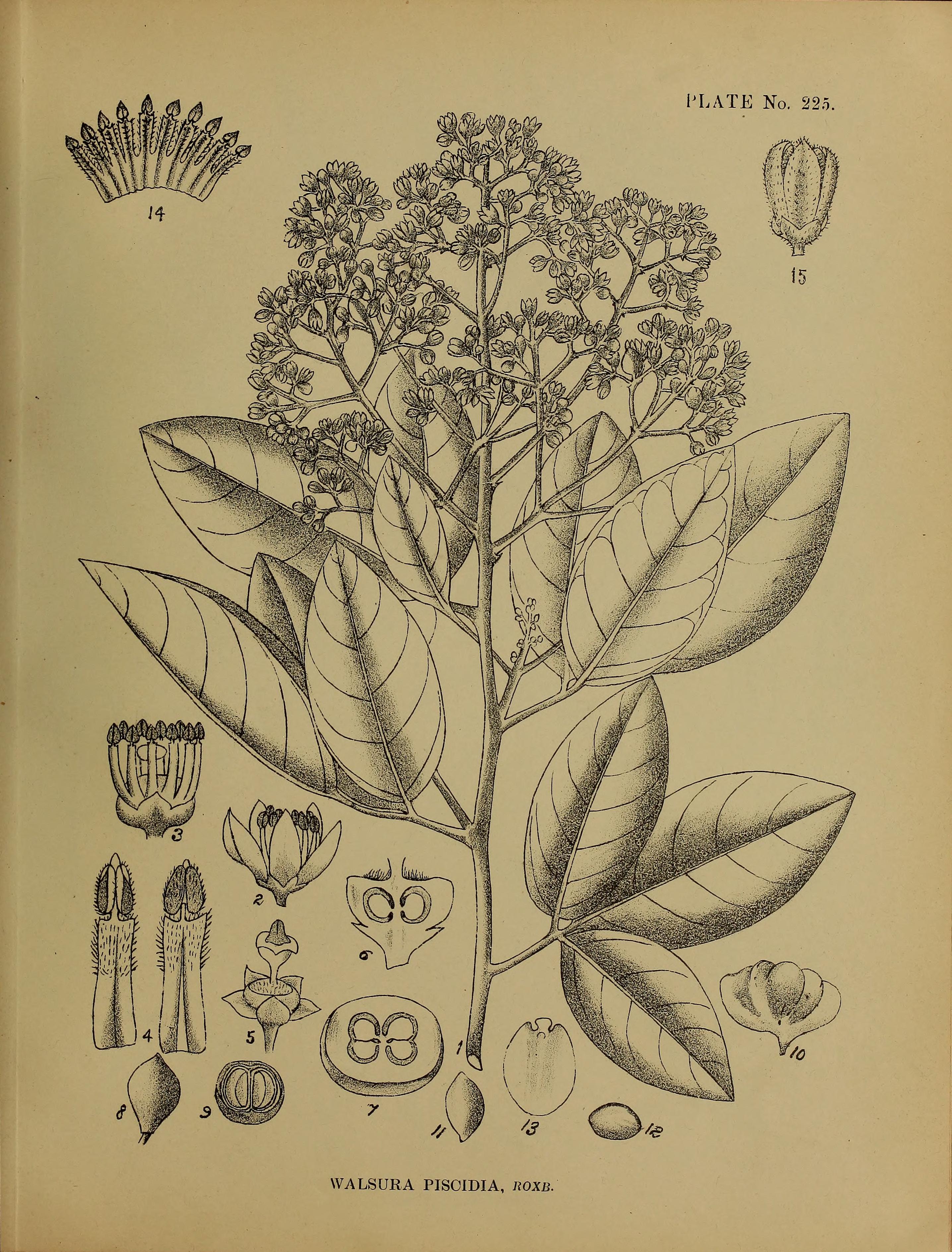 no full size  illustration available (3a)