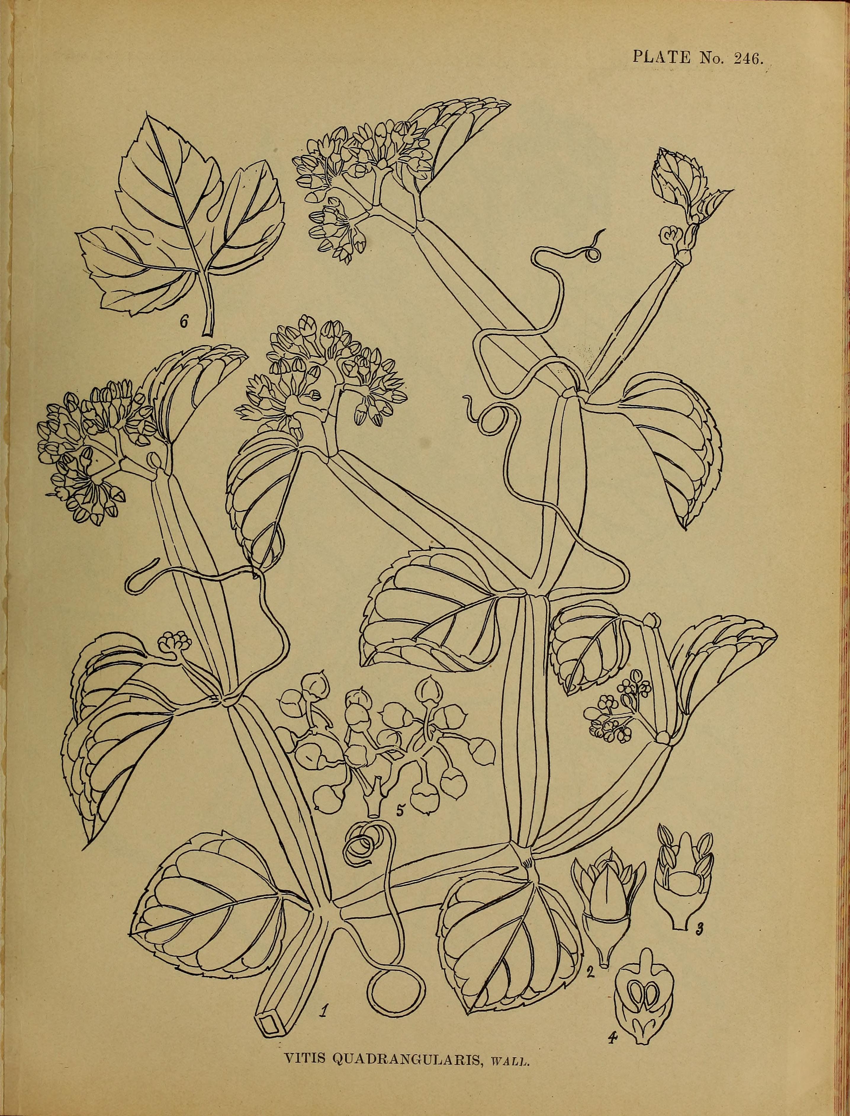 no full size  illustration available (3a)