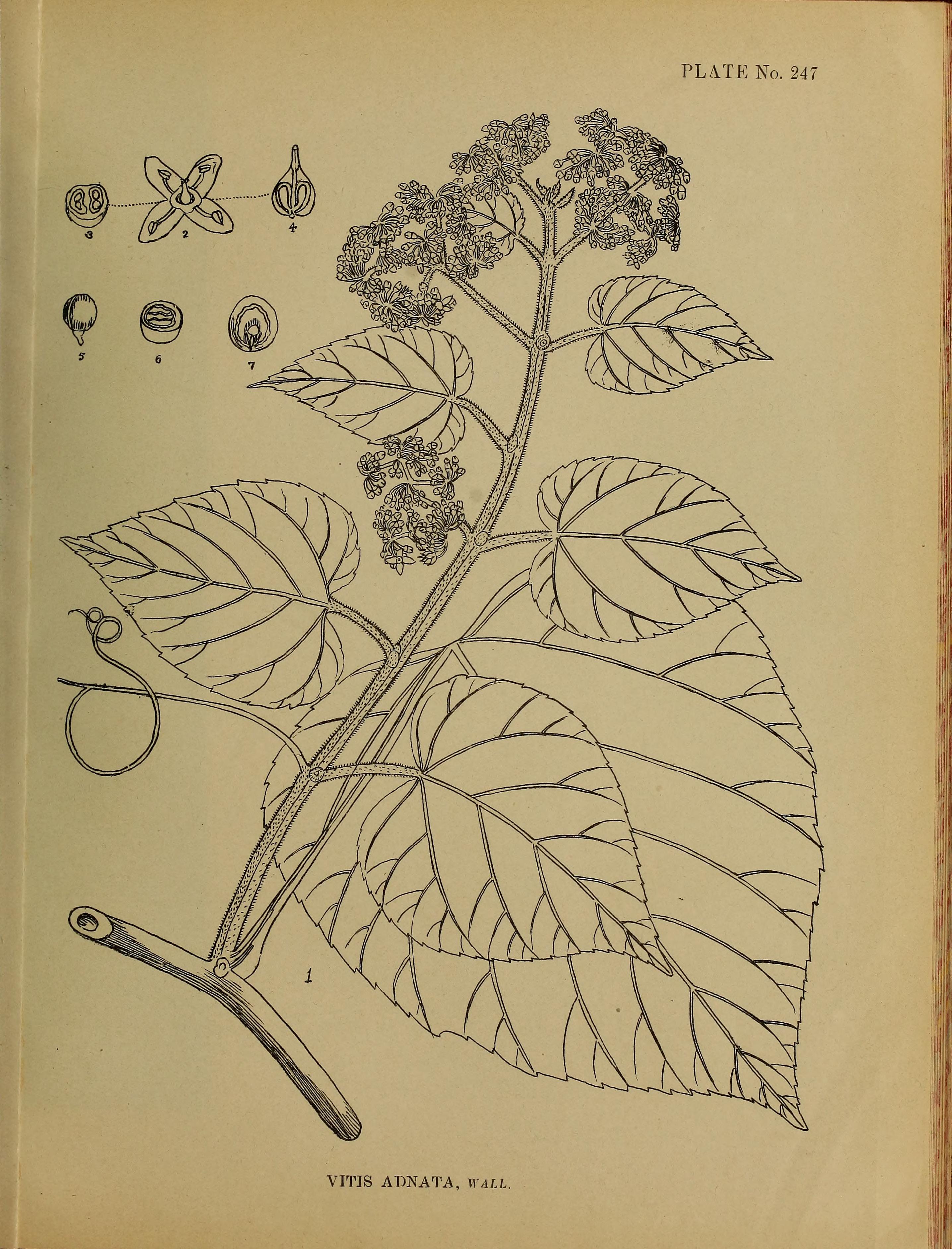 no full size  illustration available (3a)