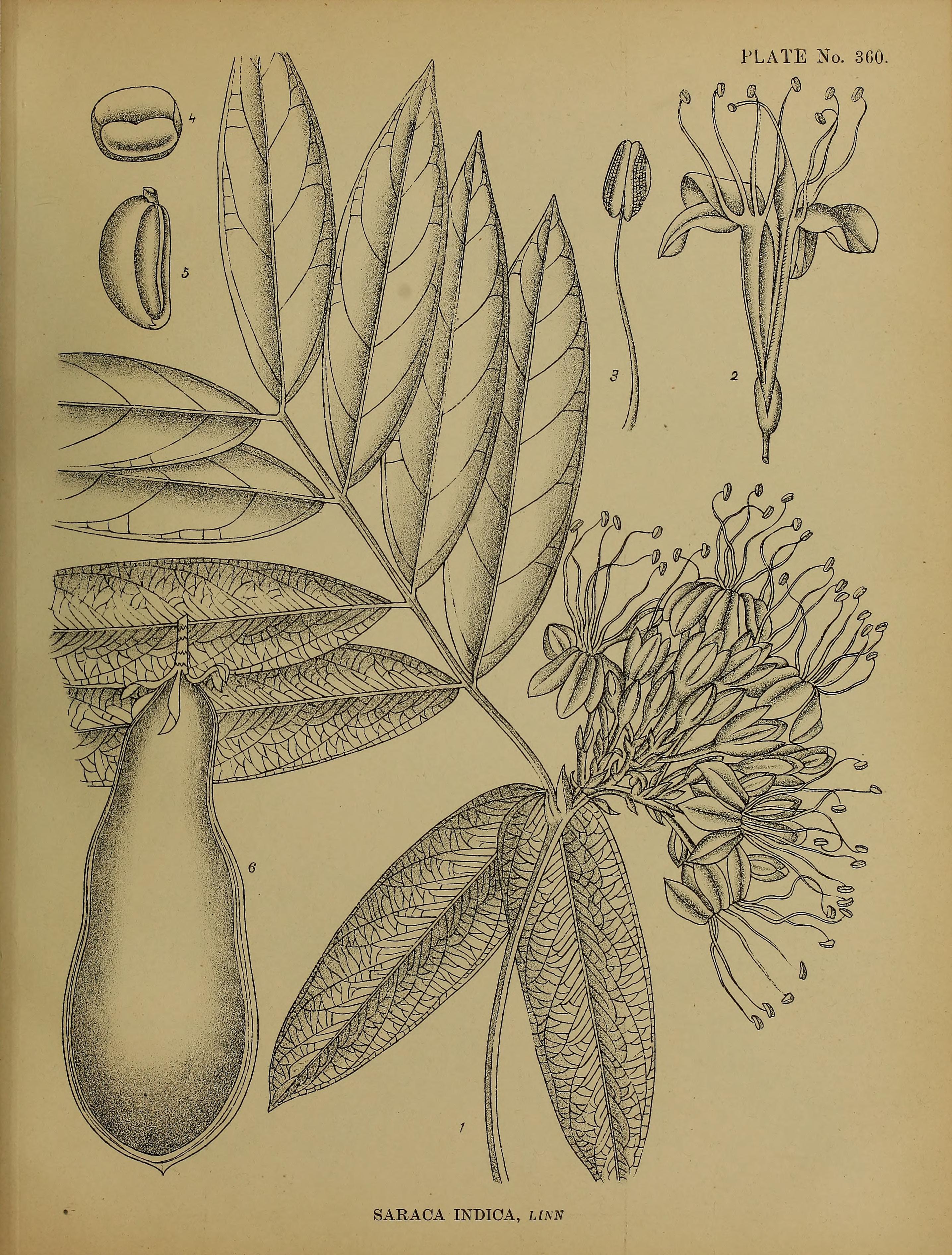 no full size  illustration available (3a)