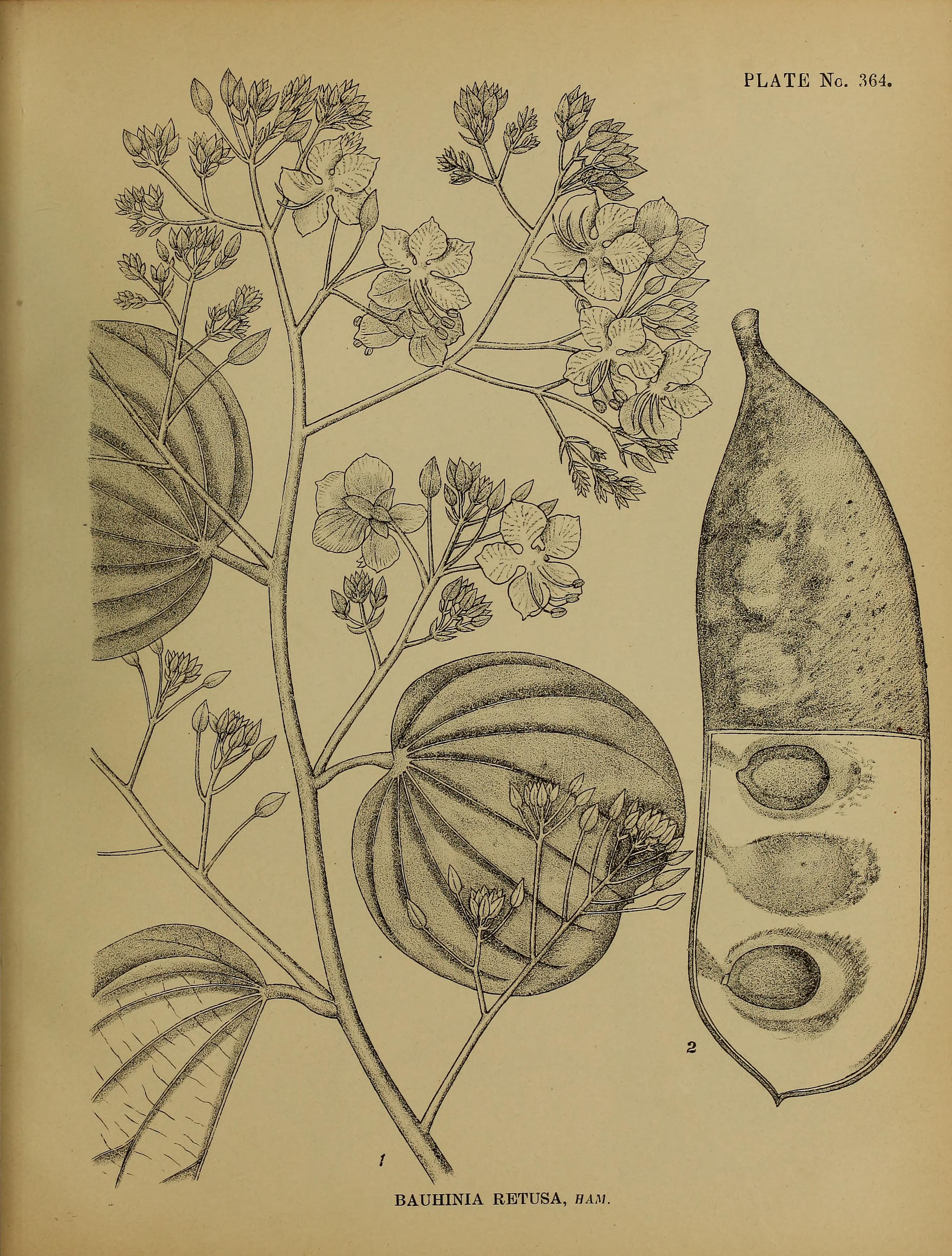 no full size  illustration available (3a)