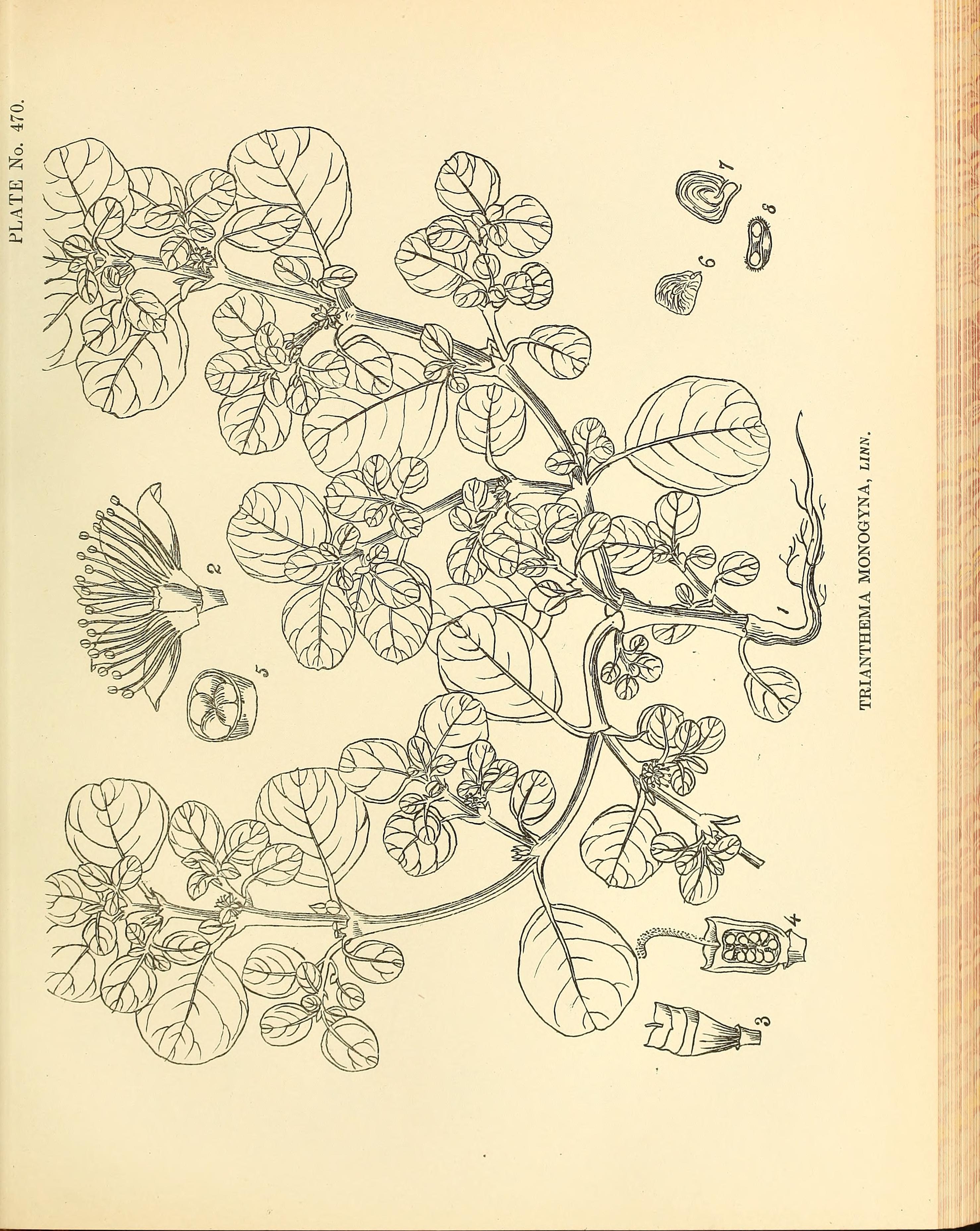 no full size  illustration available (3a)