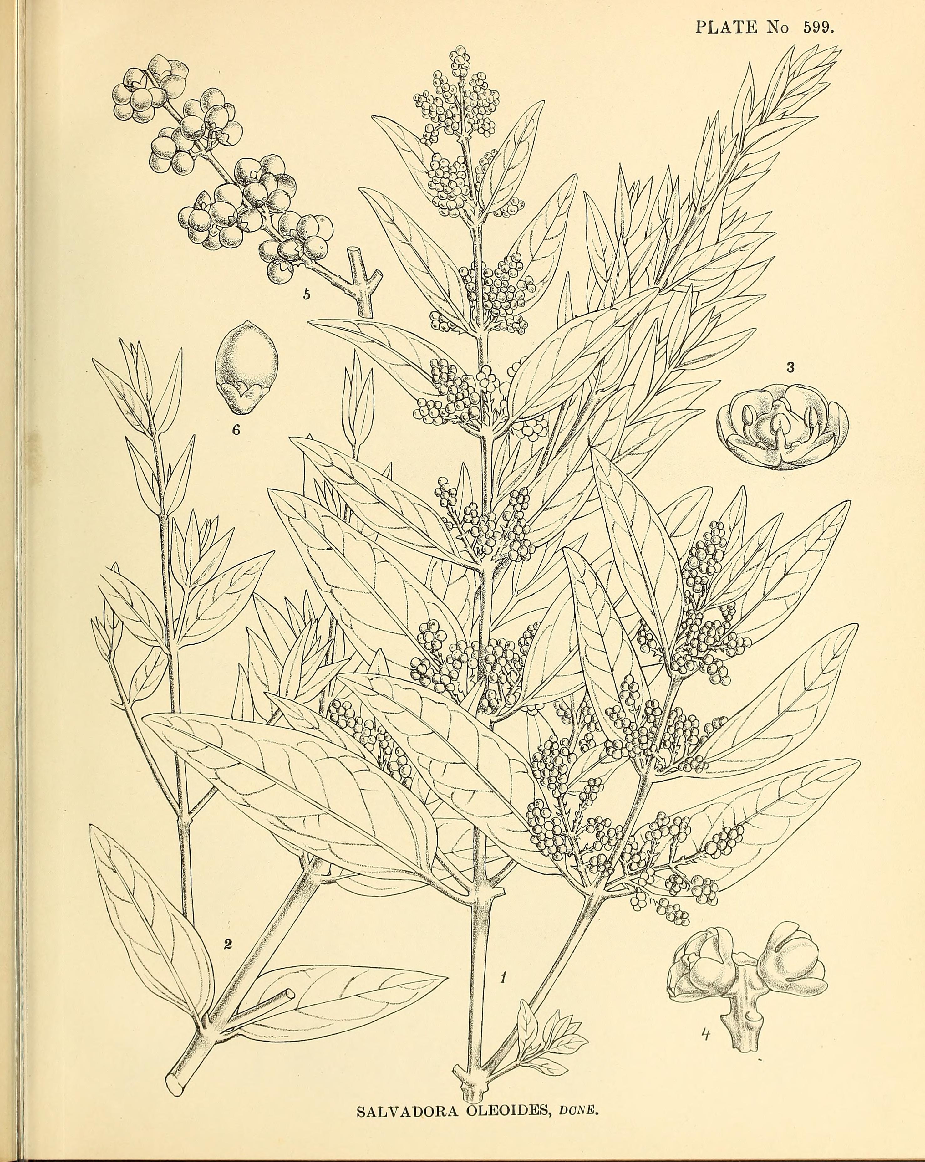 no full size  illustration available (3a)