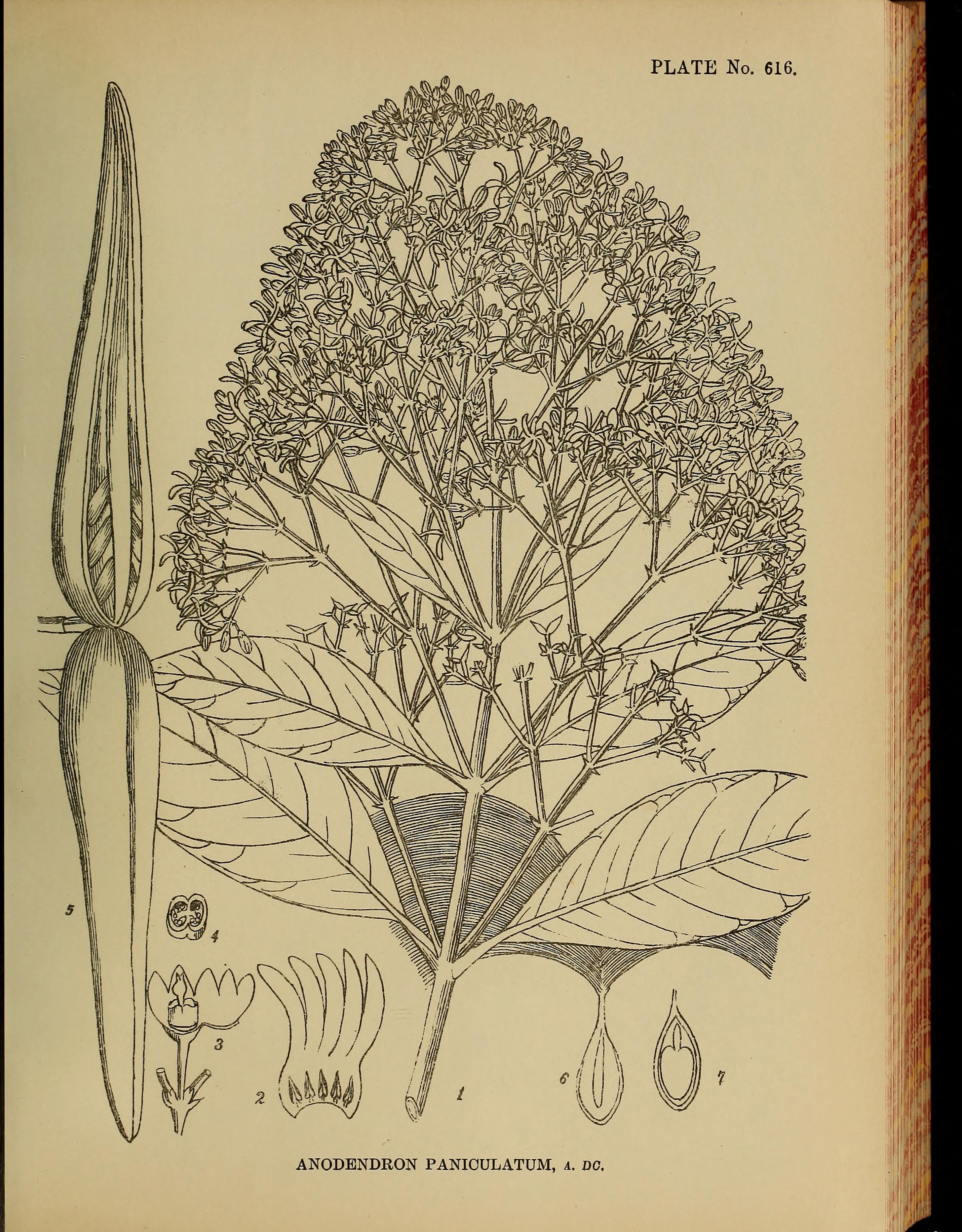 no full size  illustration available (3a)