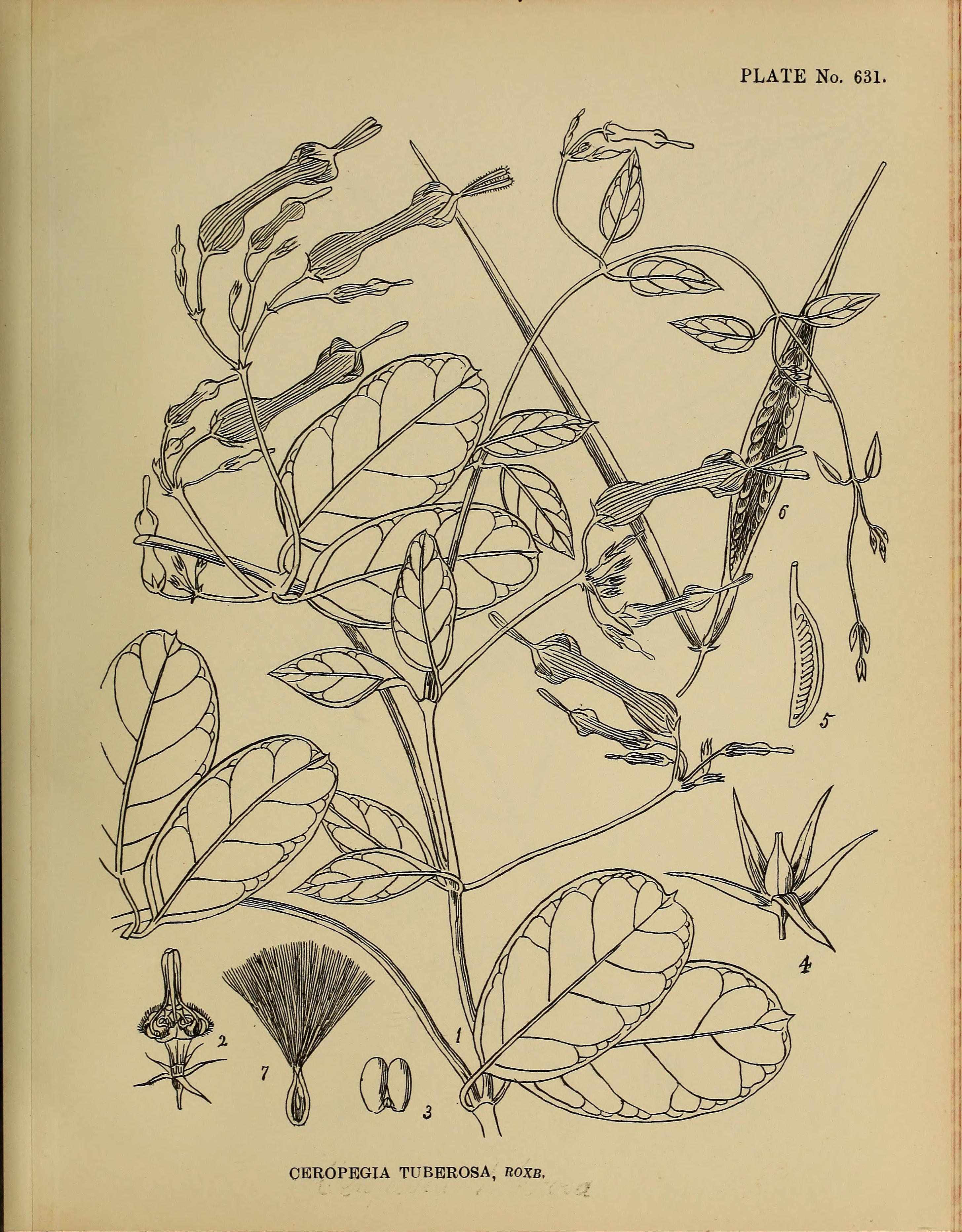 no full size  illustration available (3a)