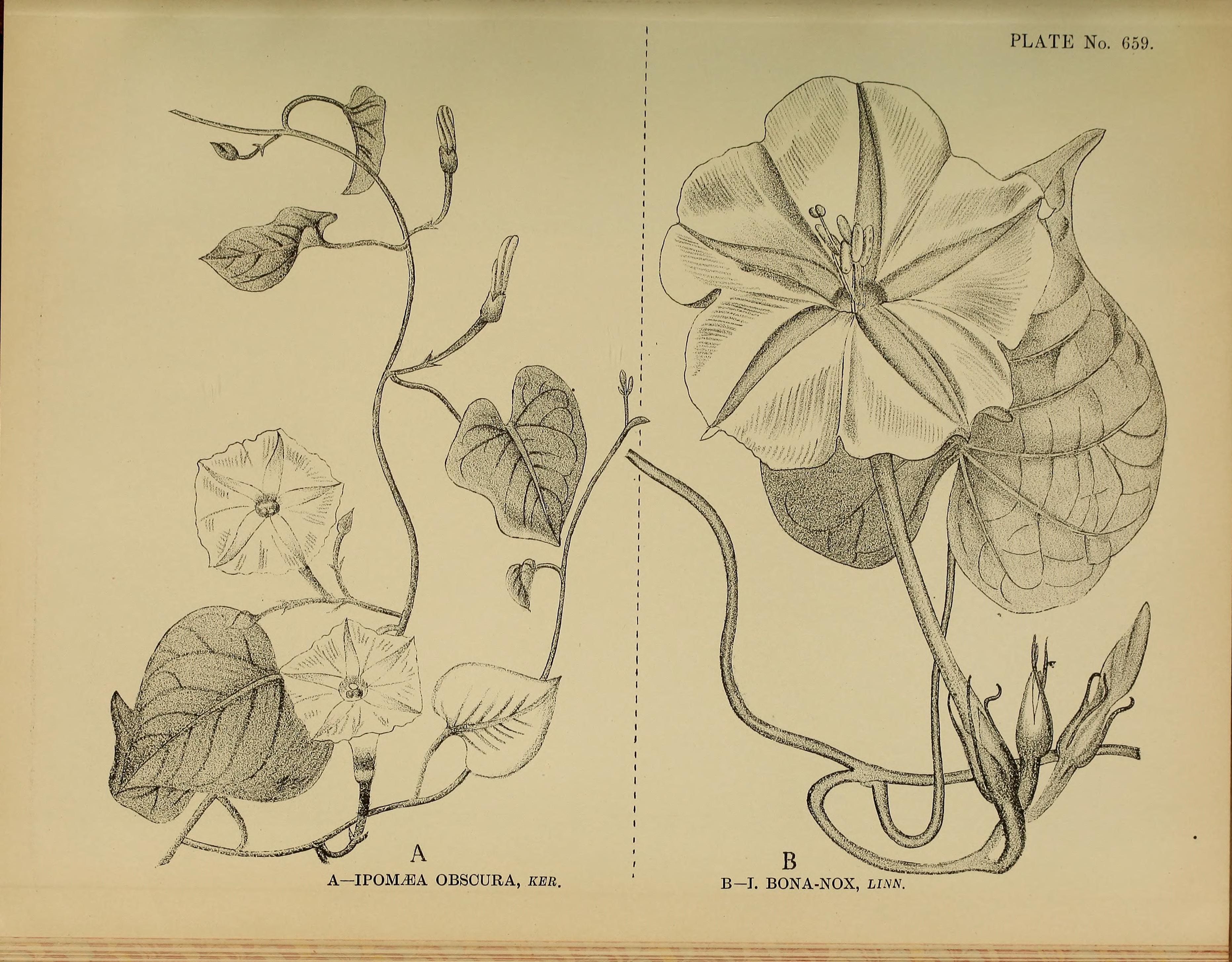 no full size  illustration available (3a)