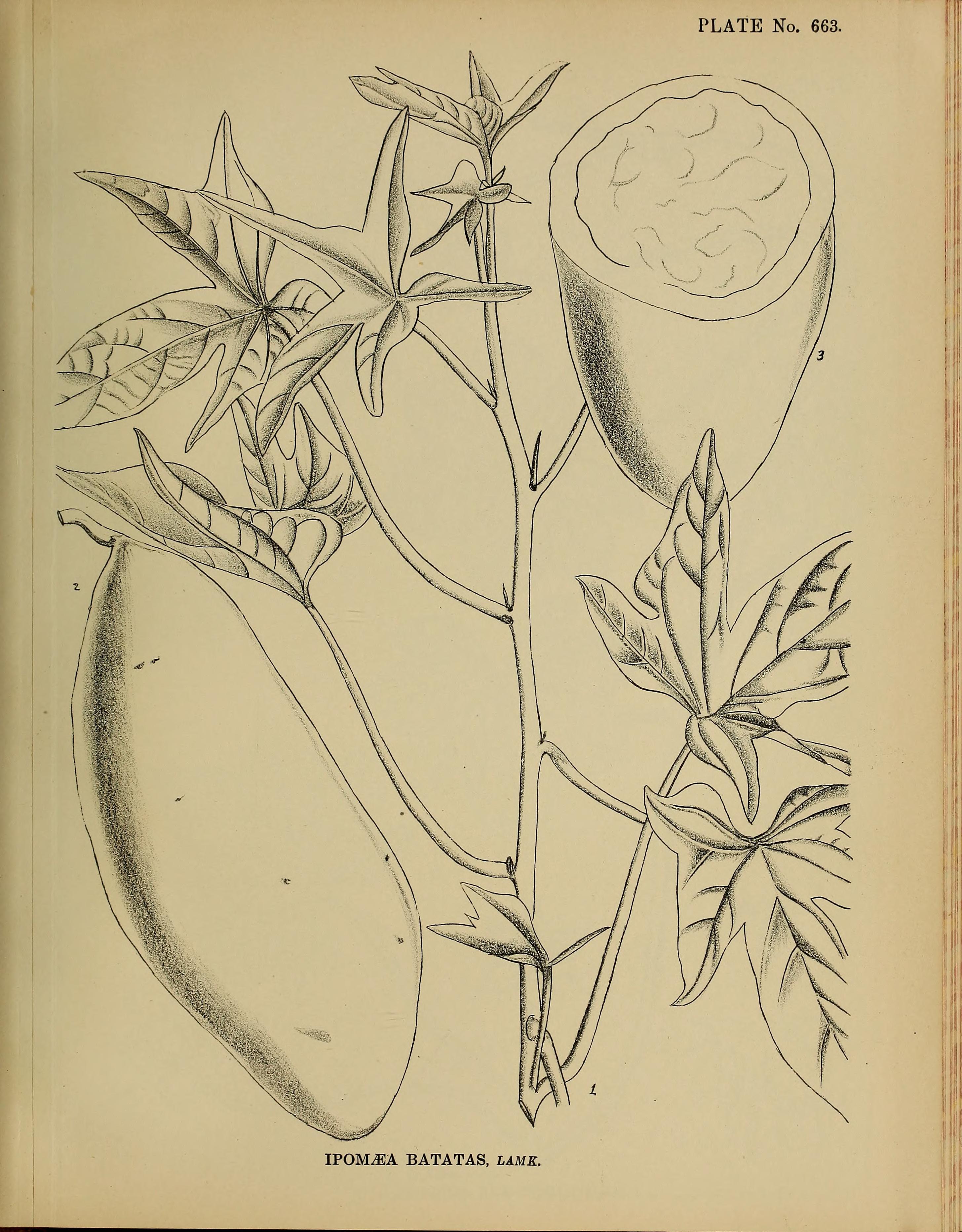 no full size  illustration available (3a)