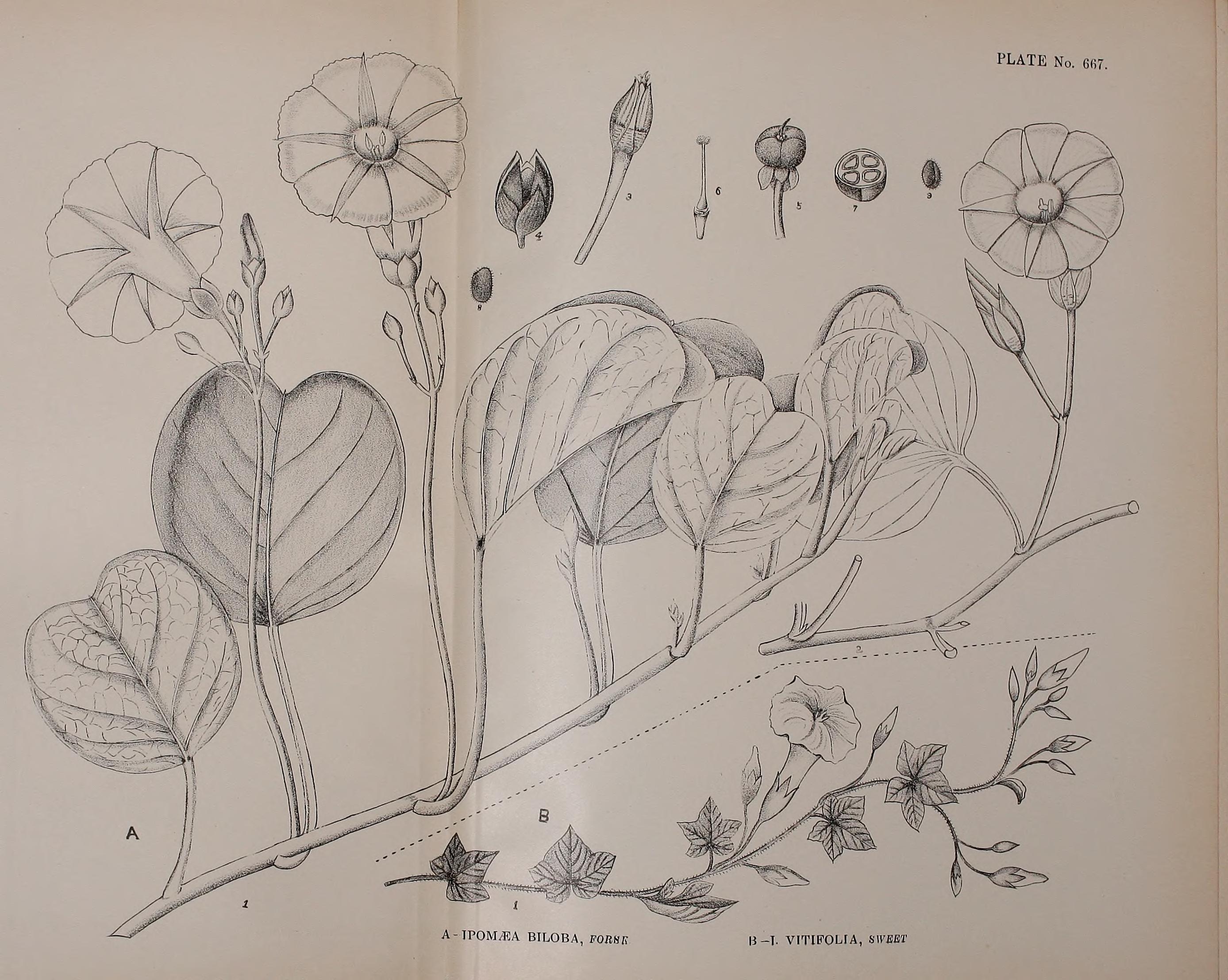 no full size  illustration available (3a)