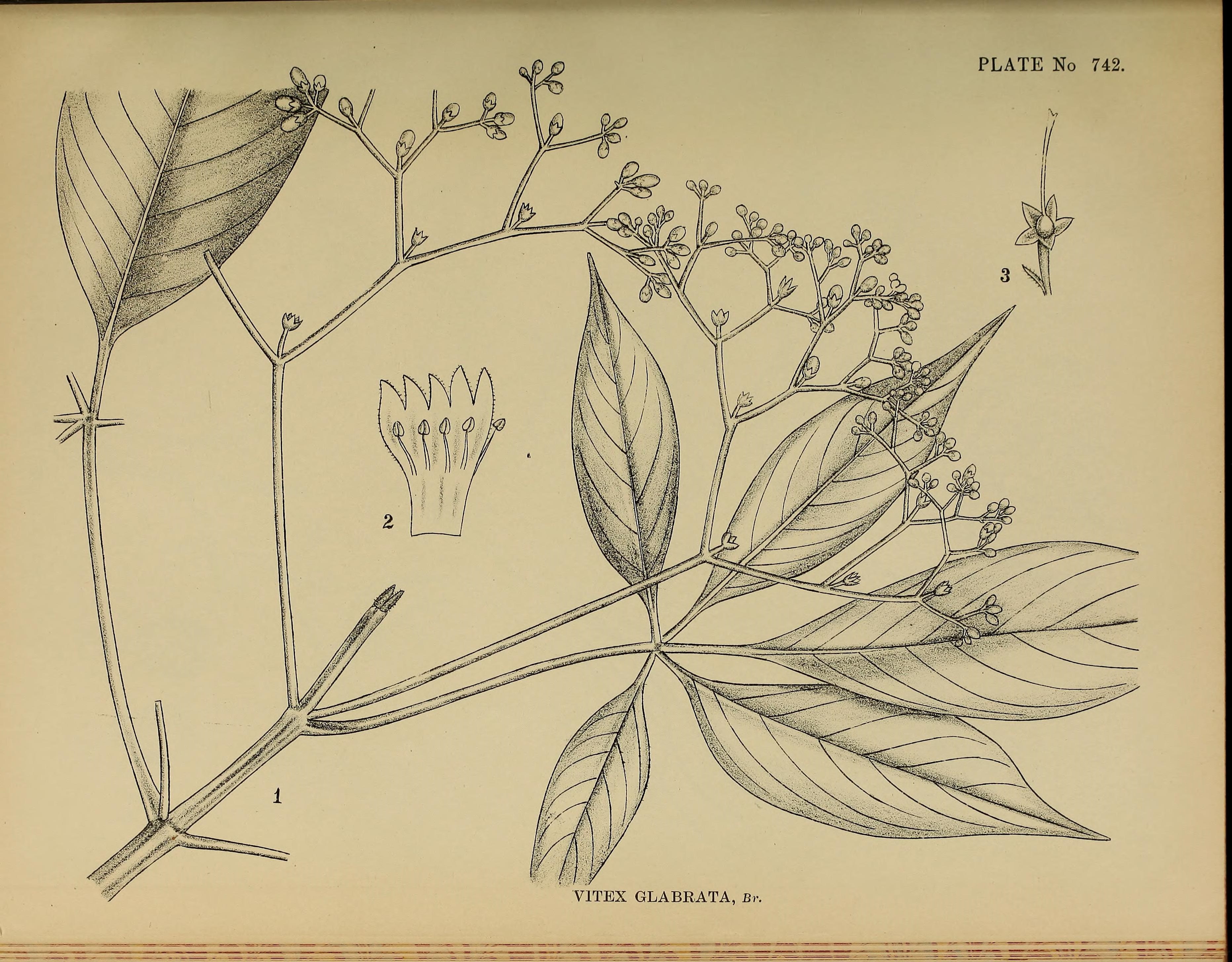 no full size  illustration available (3a)