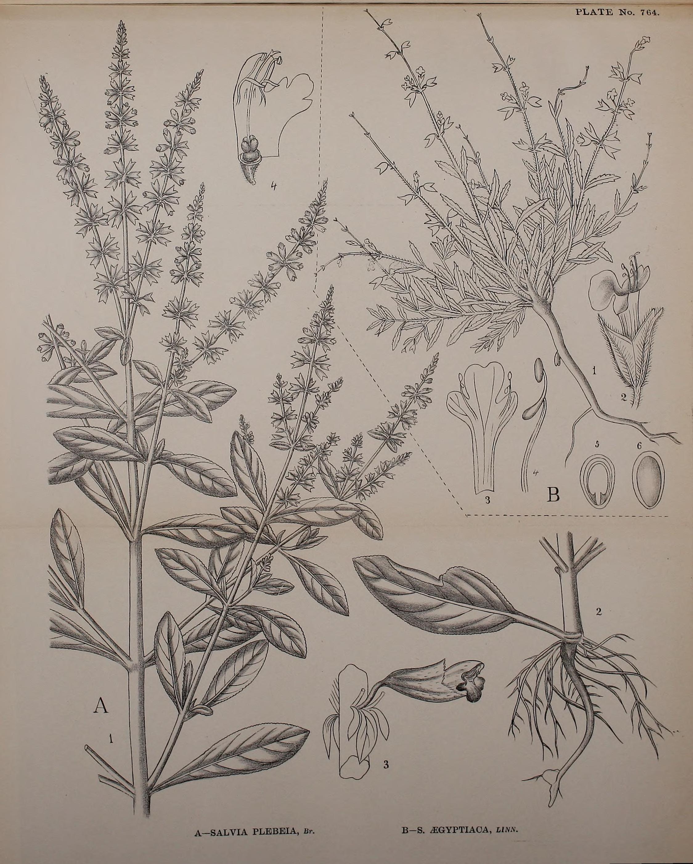 no full size  illustration available (3a)