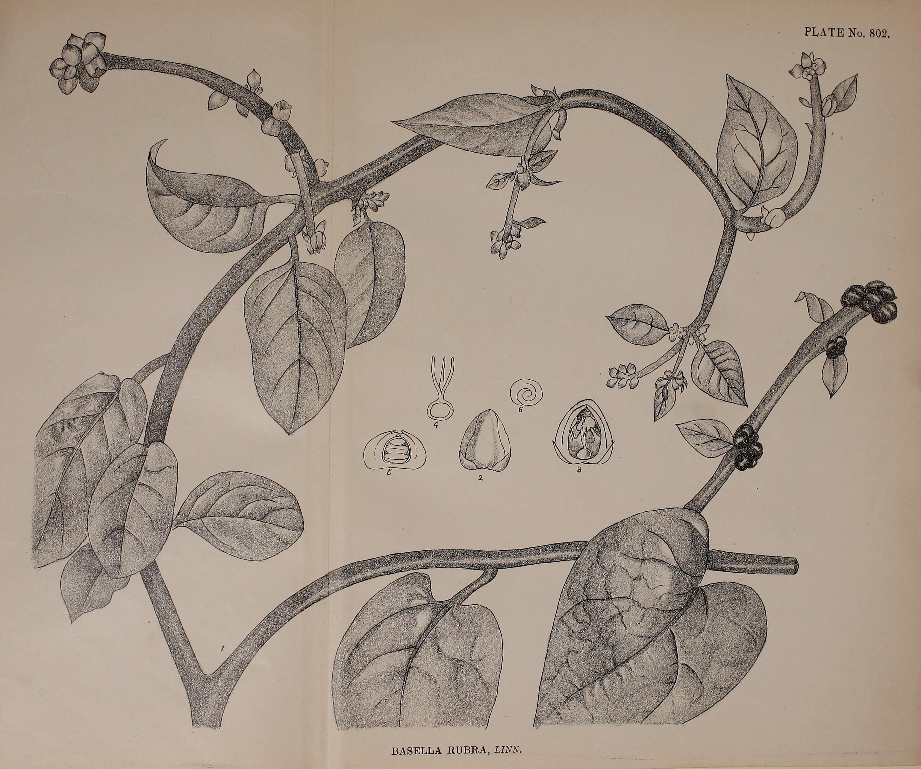 no full size  illustration available (3a)