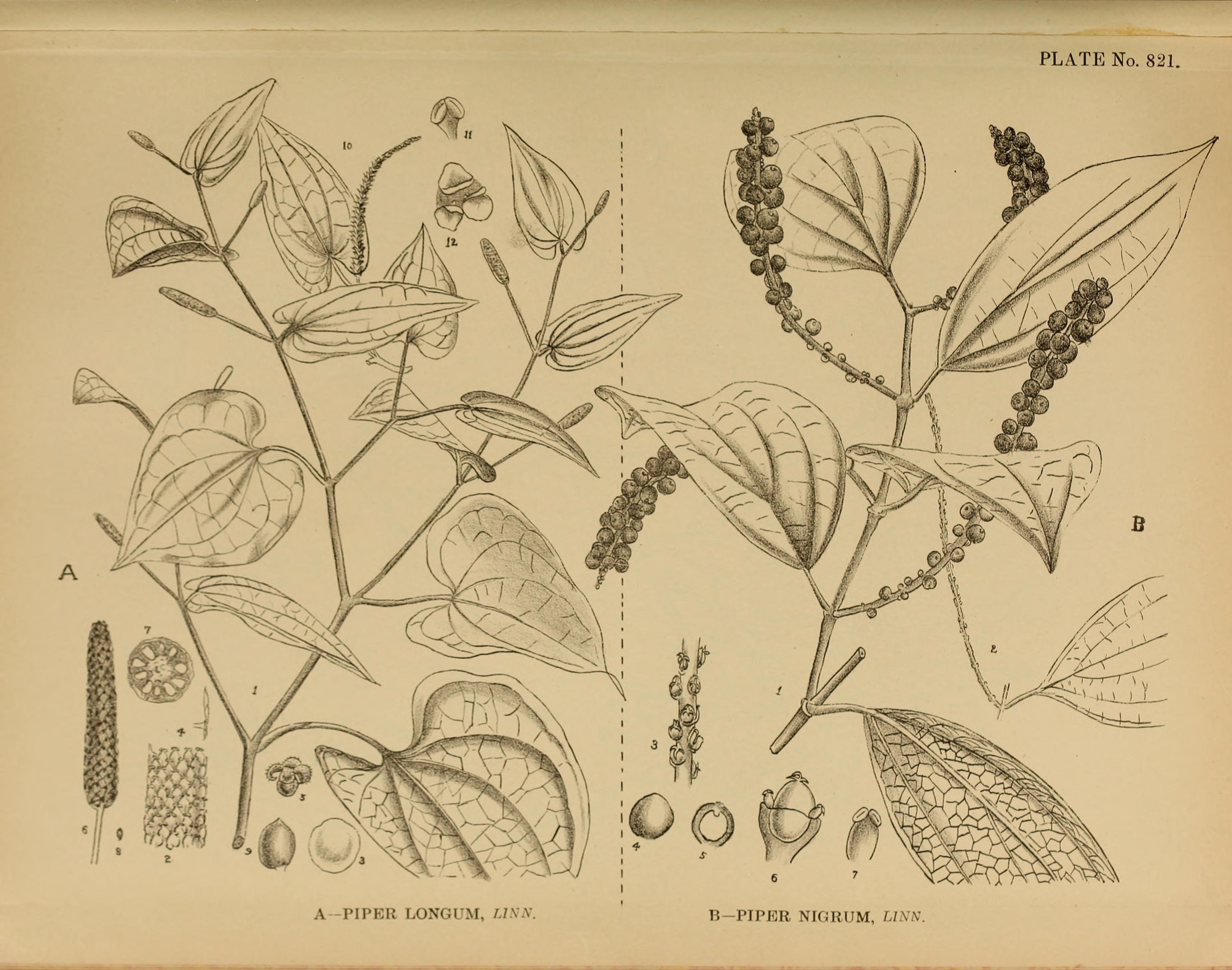 no full size  illustration available (3a)