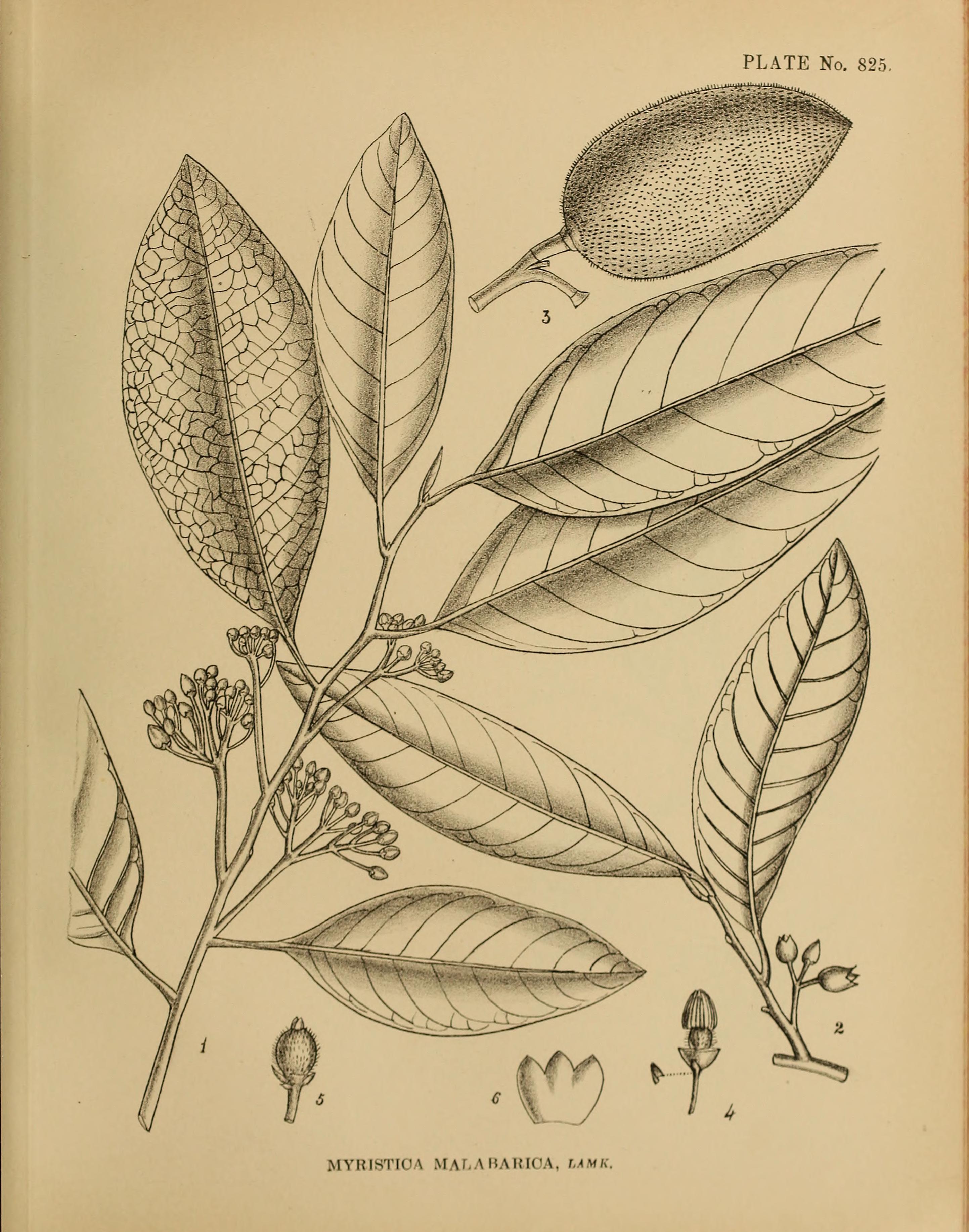 no full size  illustration available (3a)