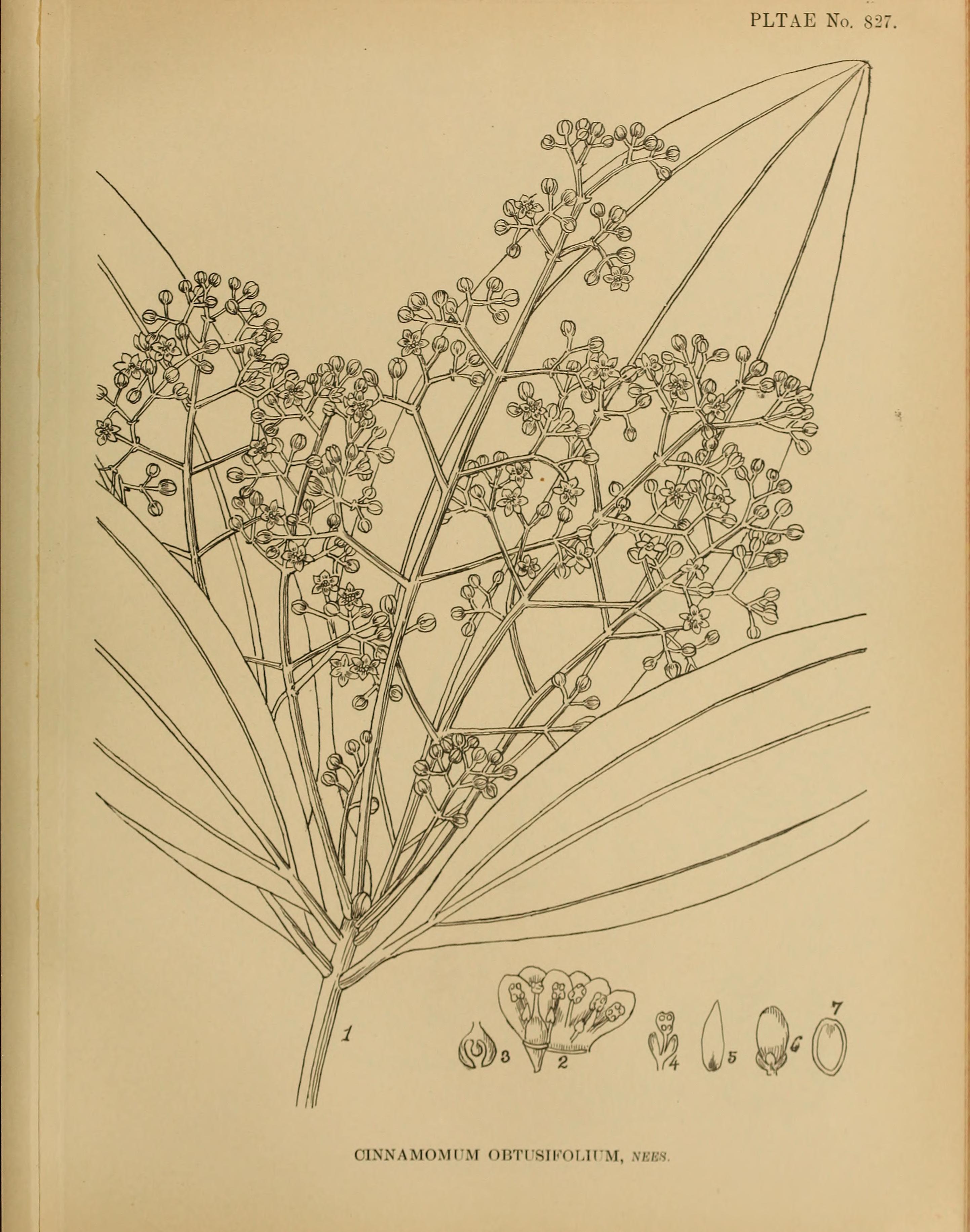 no full size  illustration available (3a)