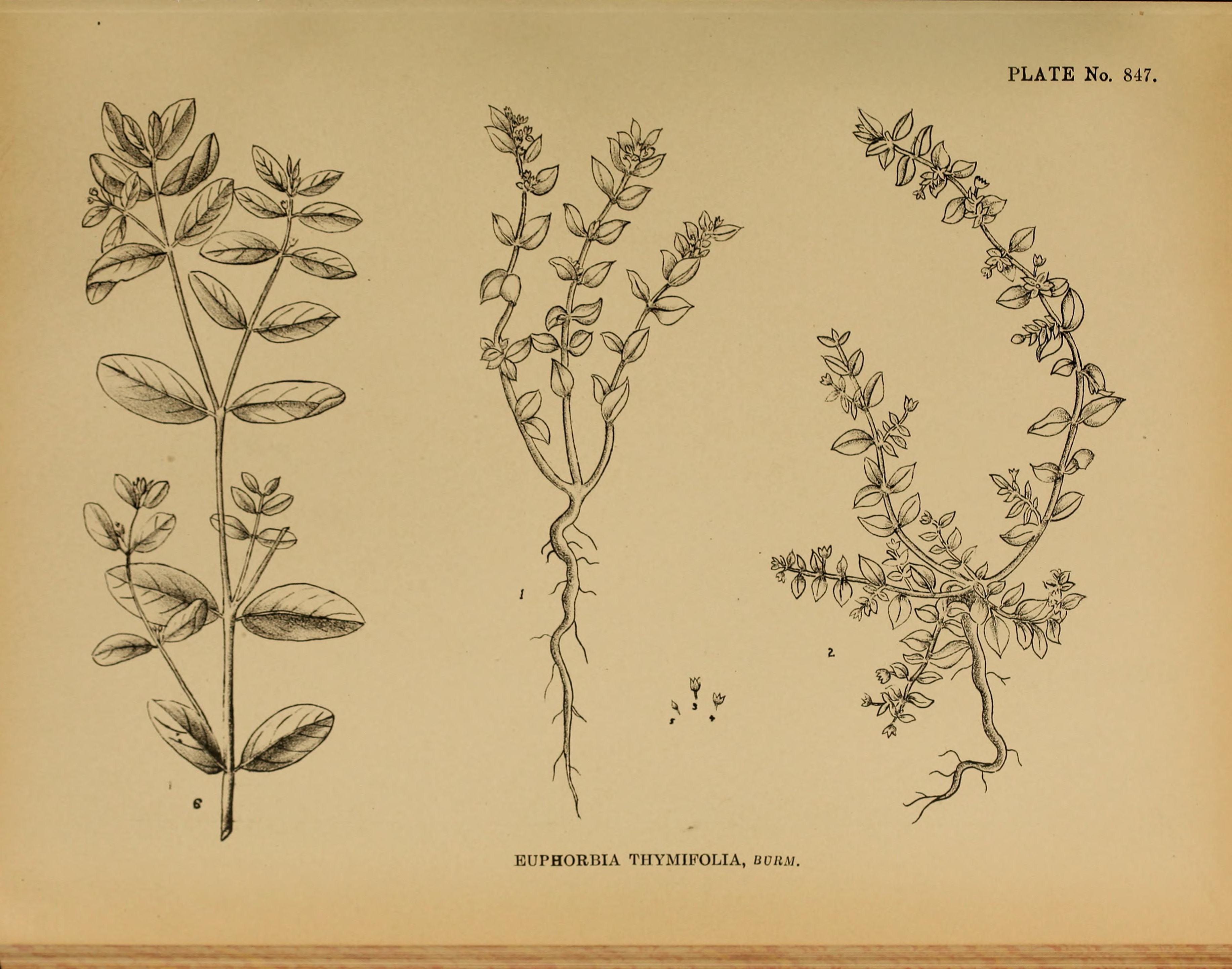 no full size  illustration available (3a)