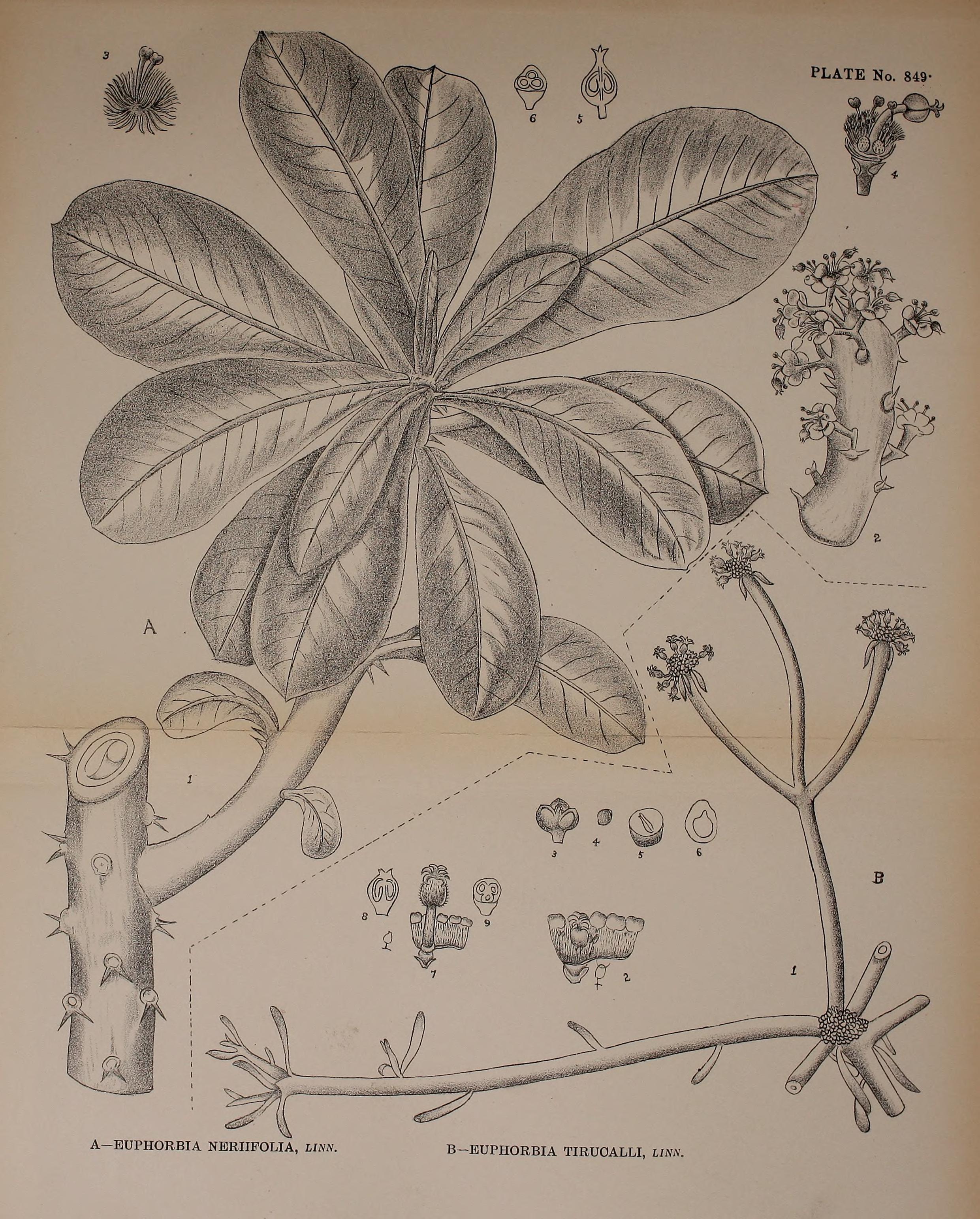 no full size  illustration available (3a)