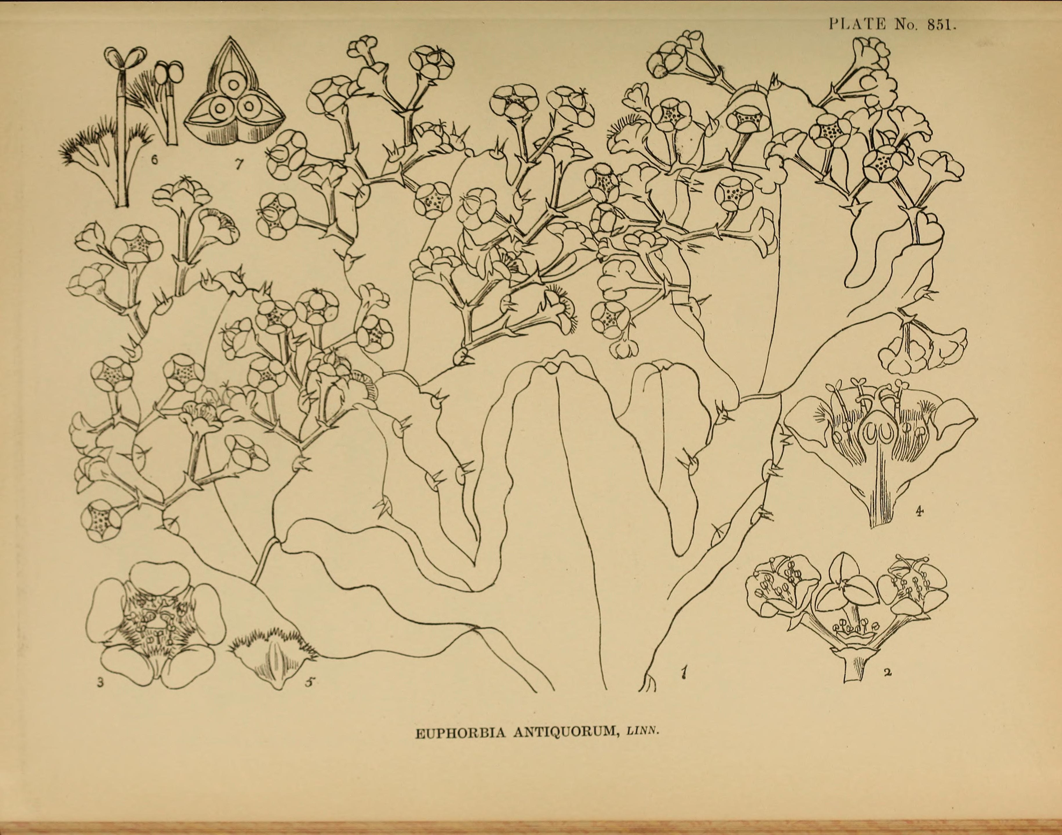 no full size  illustration available (3a)