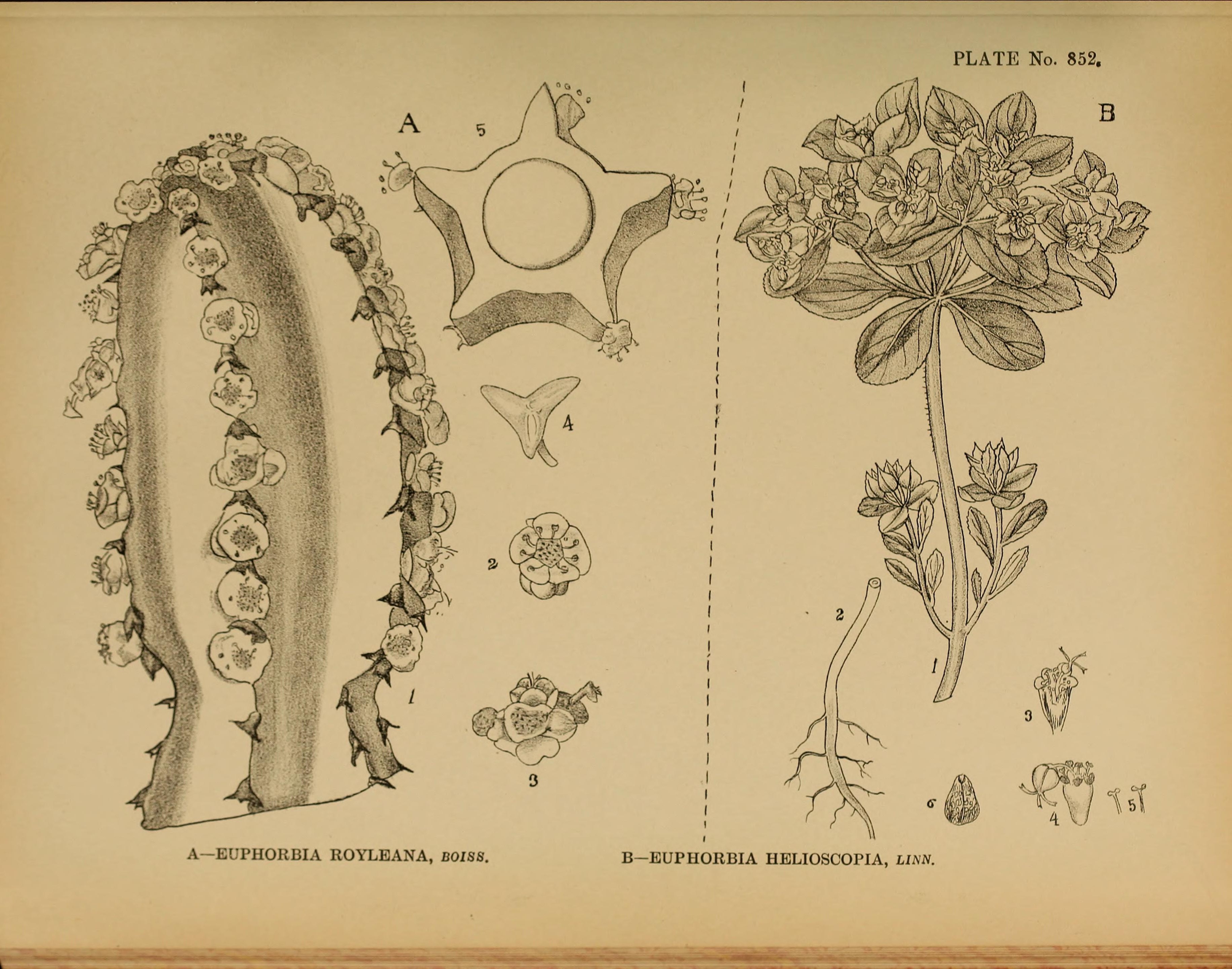 no full size  illustration available (3a)