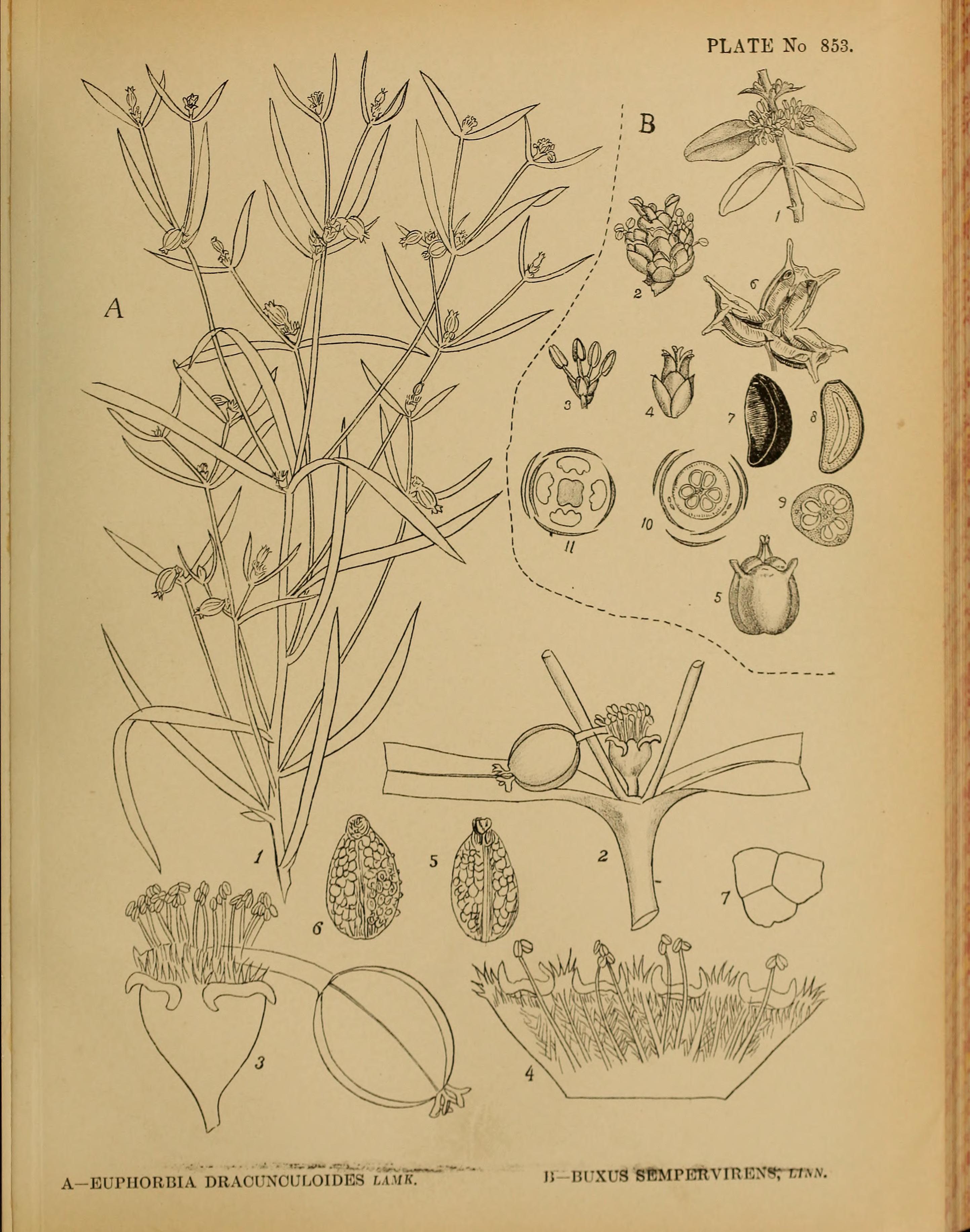 no full size  illustration available (3a)