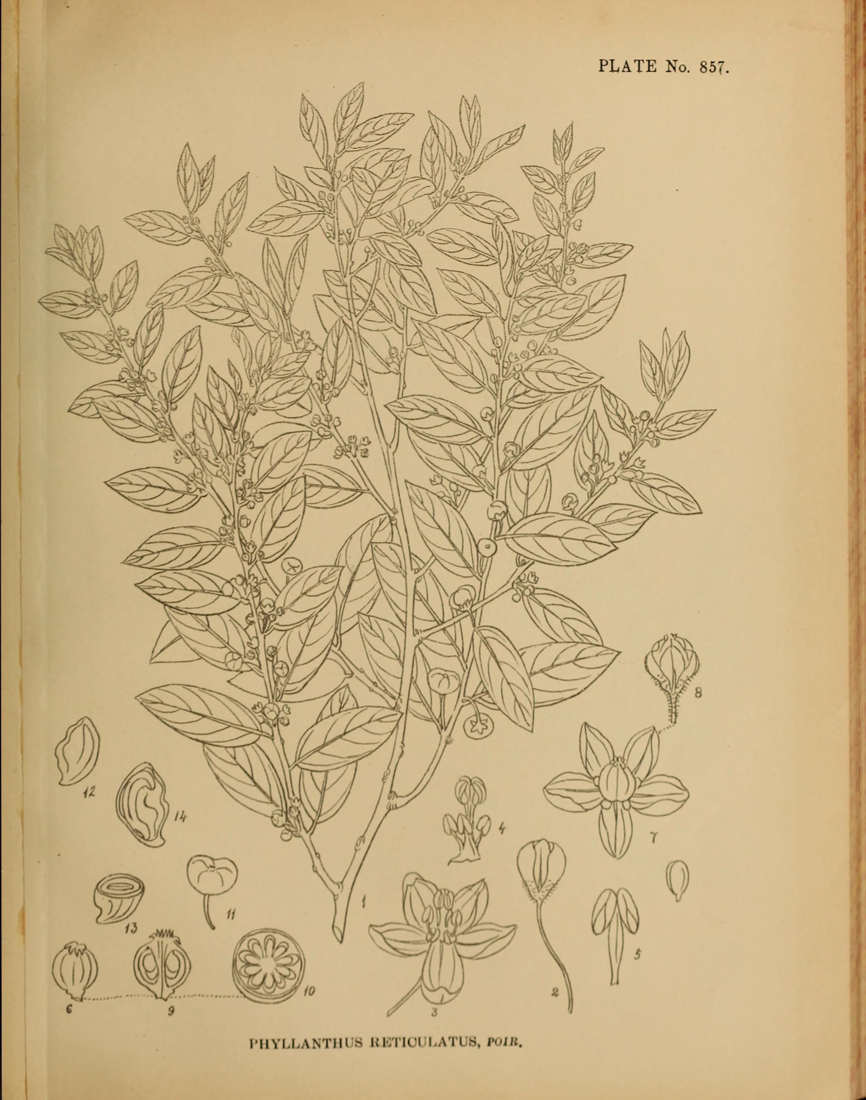 no full size  illustration available (3a)