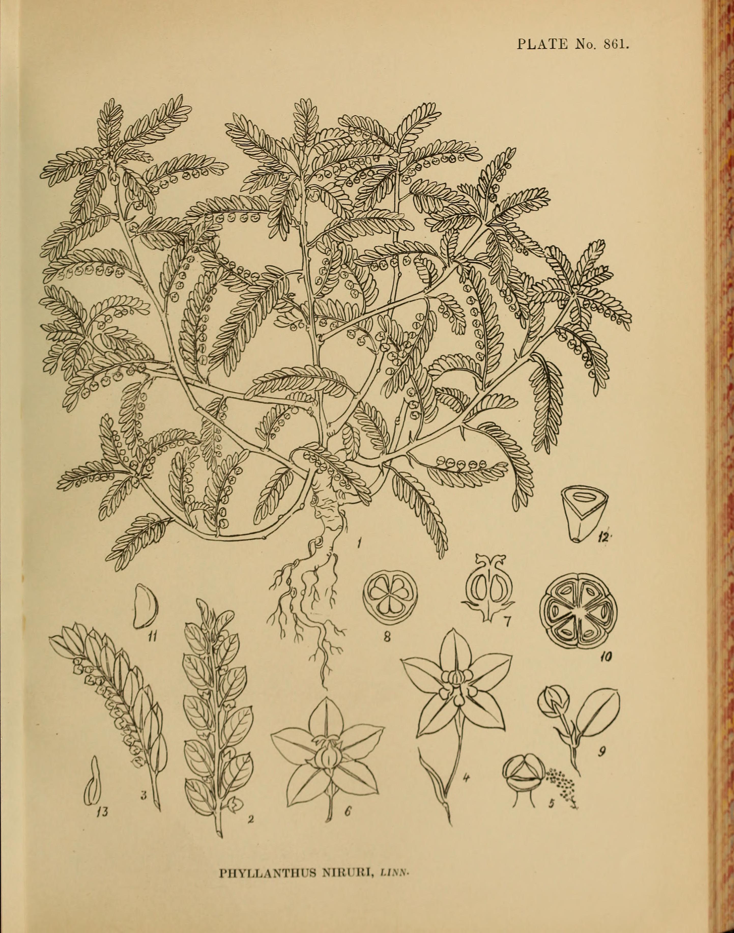 no full size  illustration available (3a)