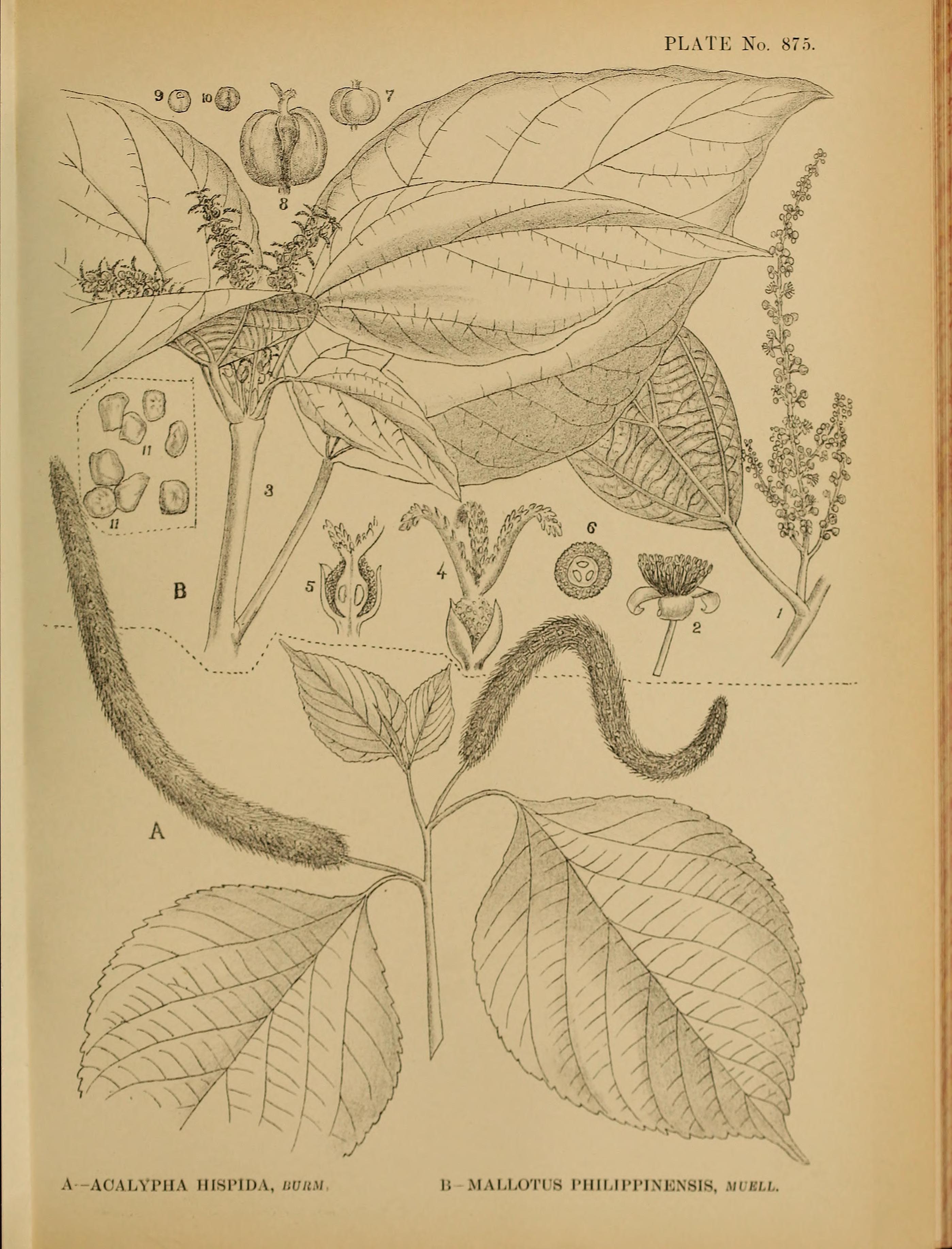 no full size  illustration available (3a)