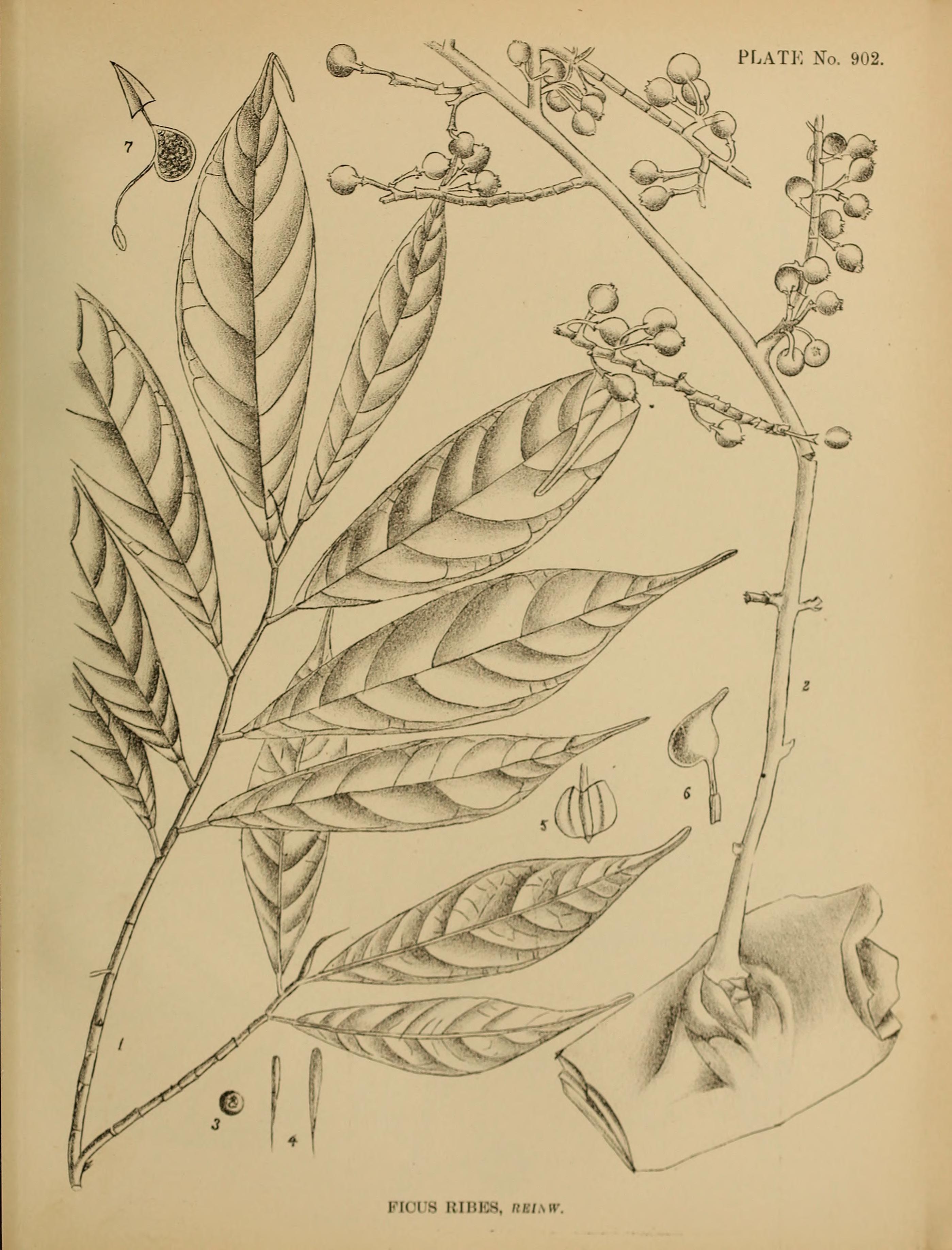 no full size  illustration available (3a)