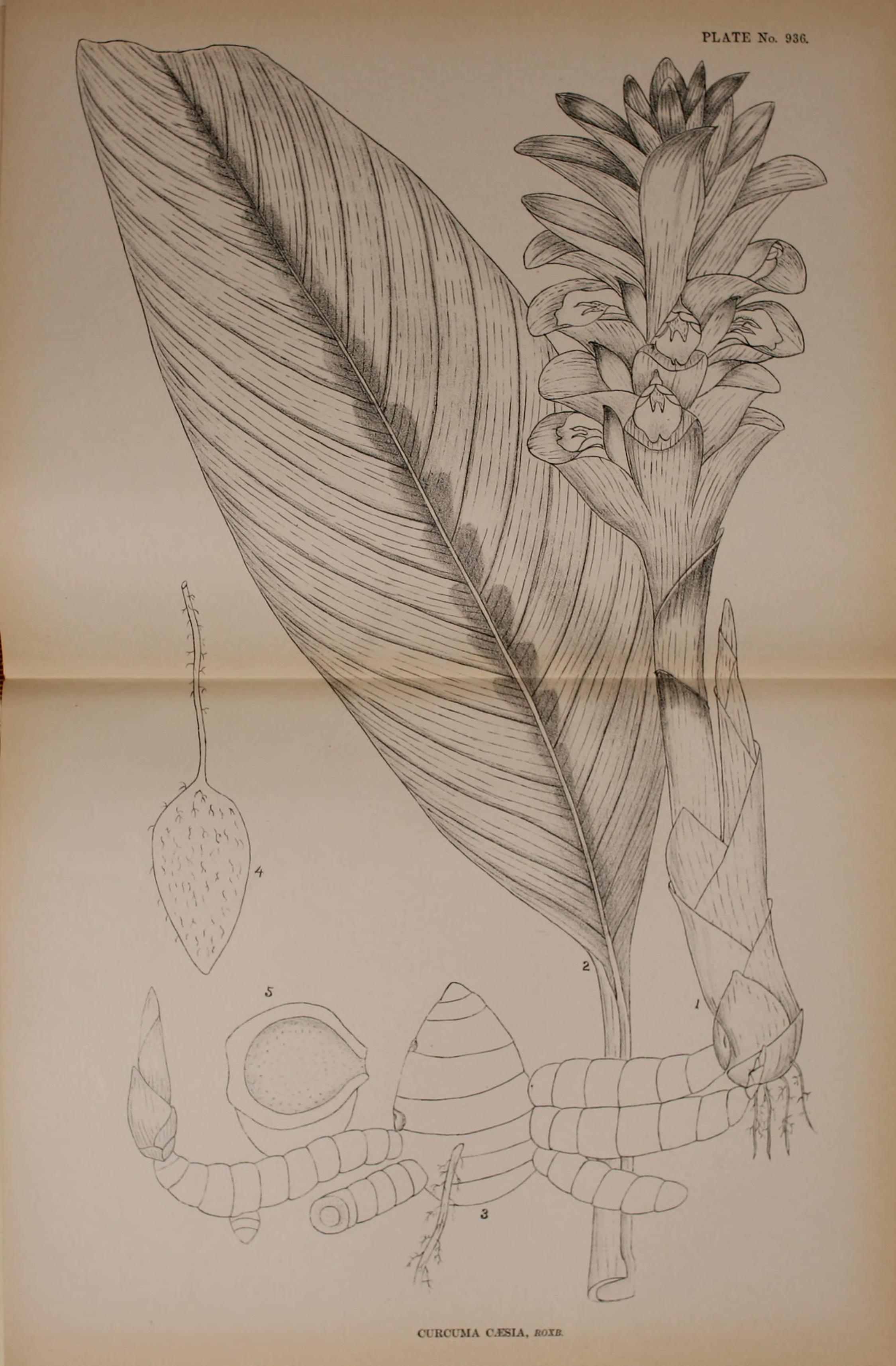 no full size  illustration available (3a)