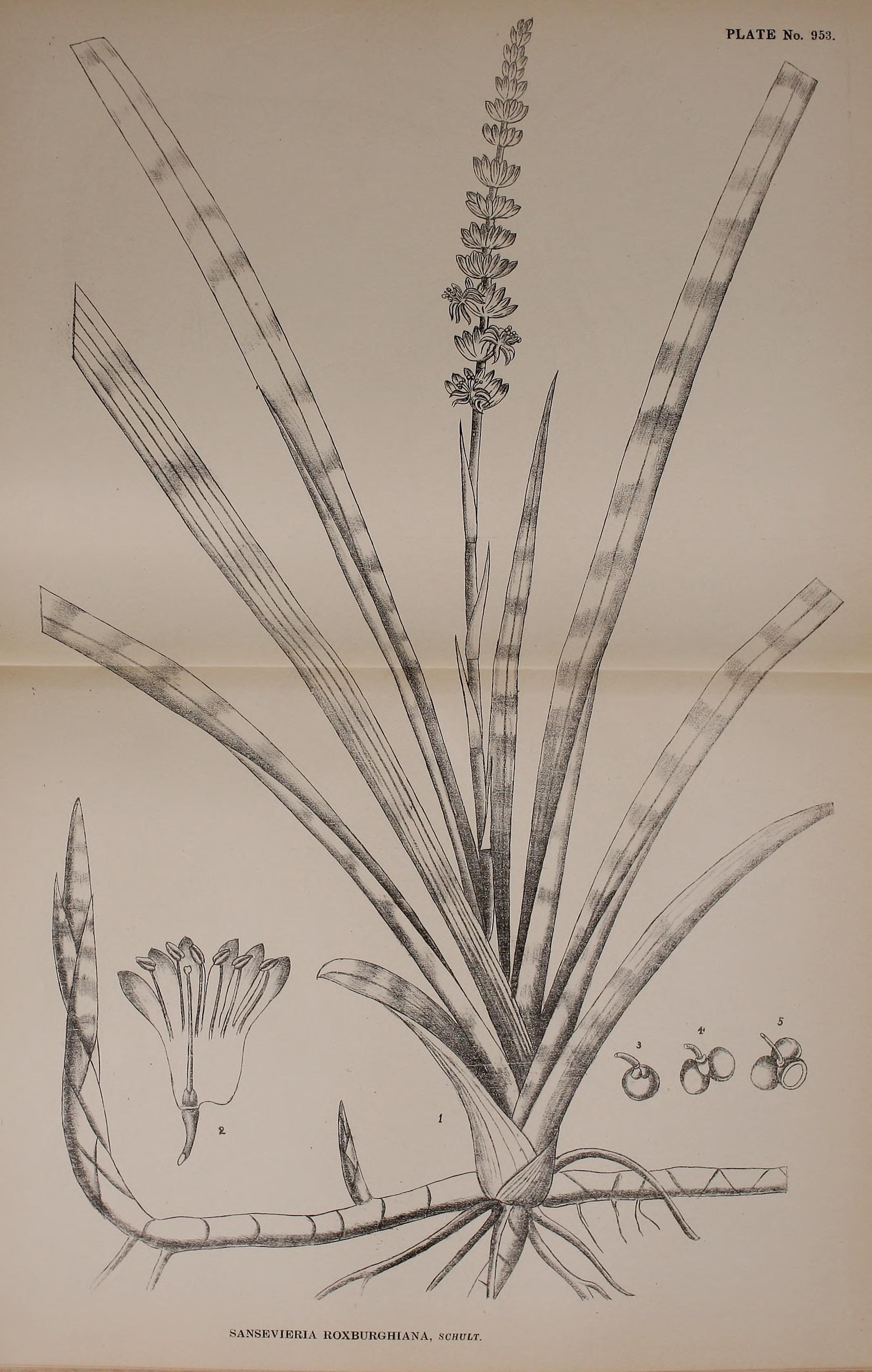 no full size  illustration available (3a)