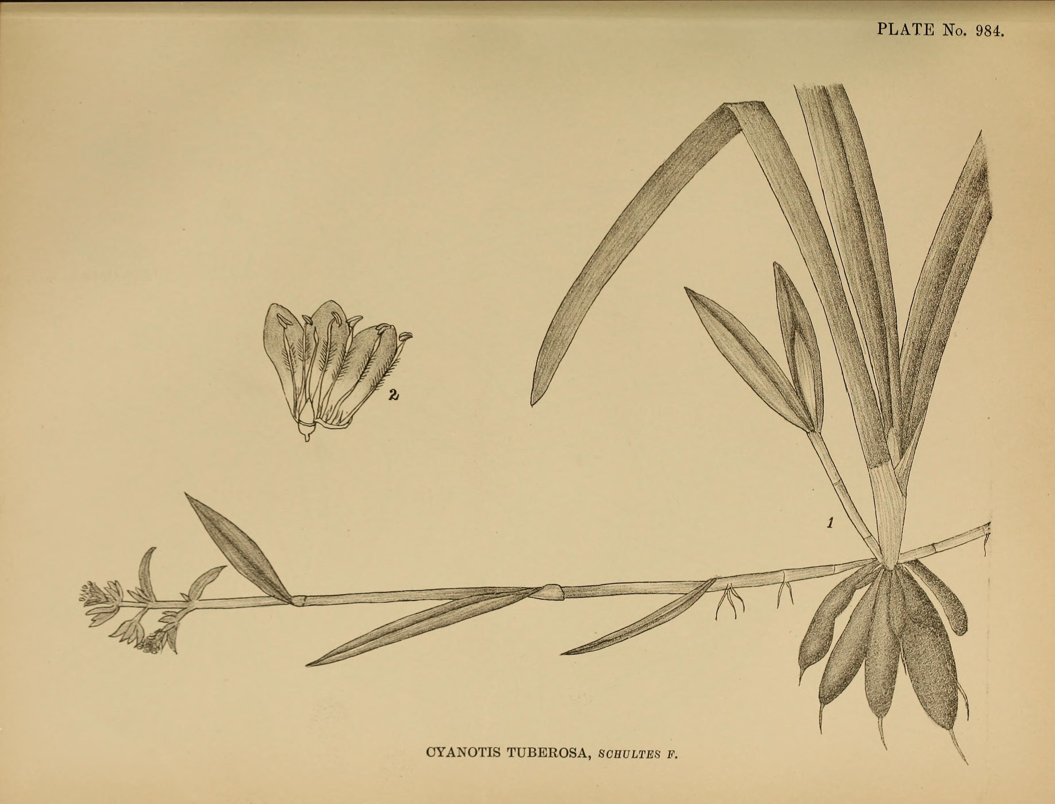 no full size  illustration available (3a)