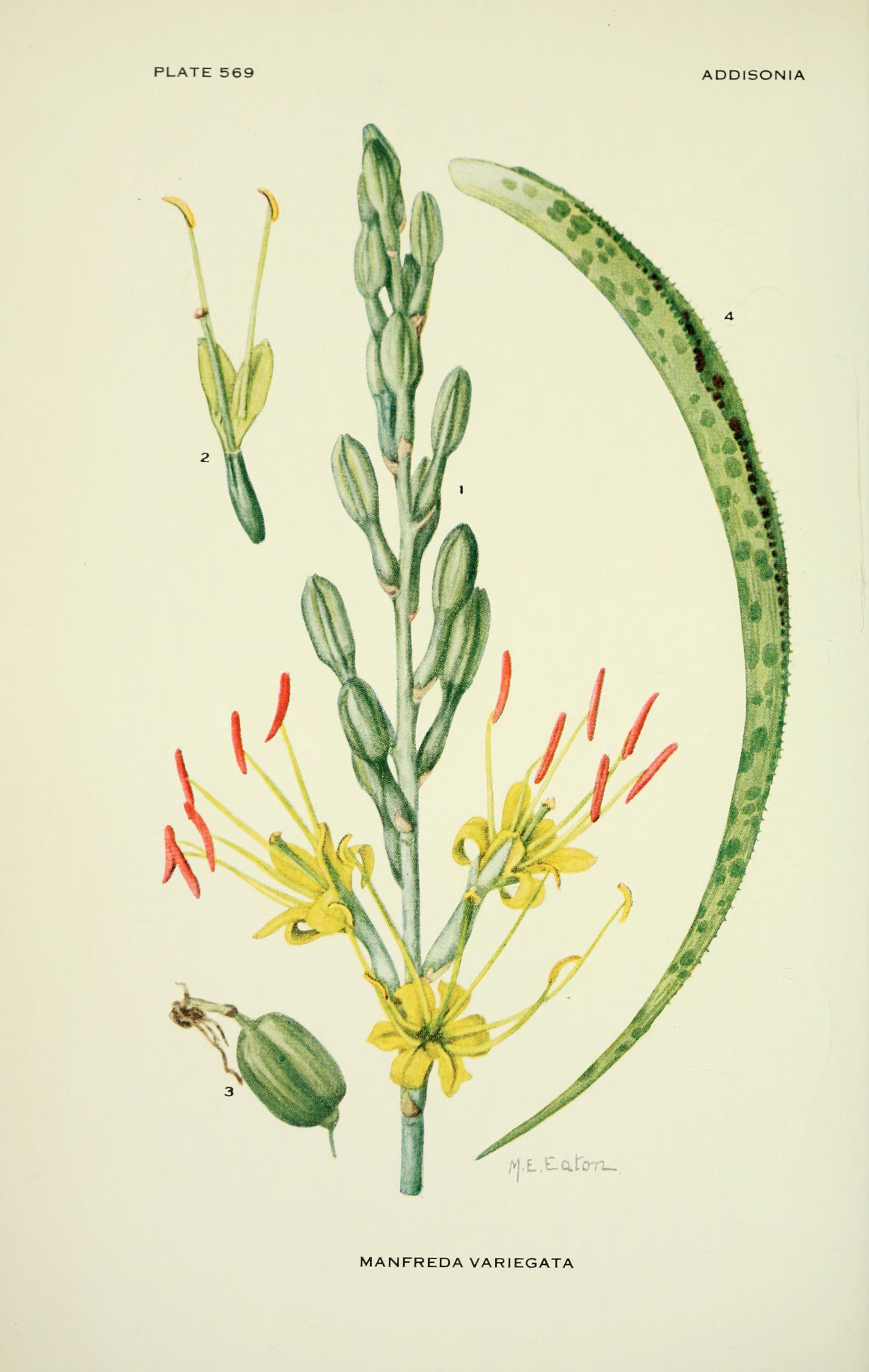 no full size  illustration available (3a)