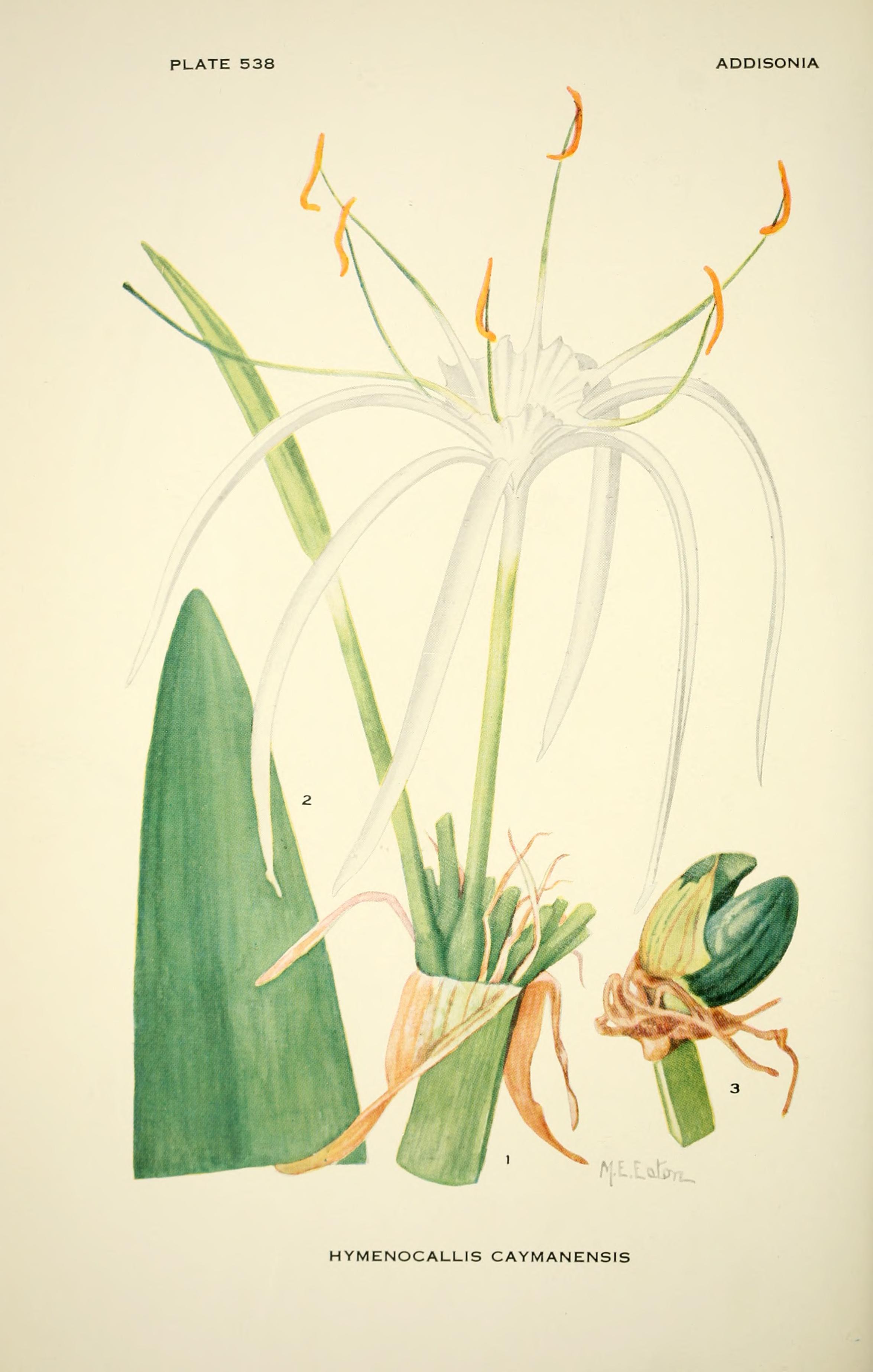 no full size  illustration available (3a)