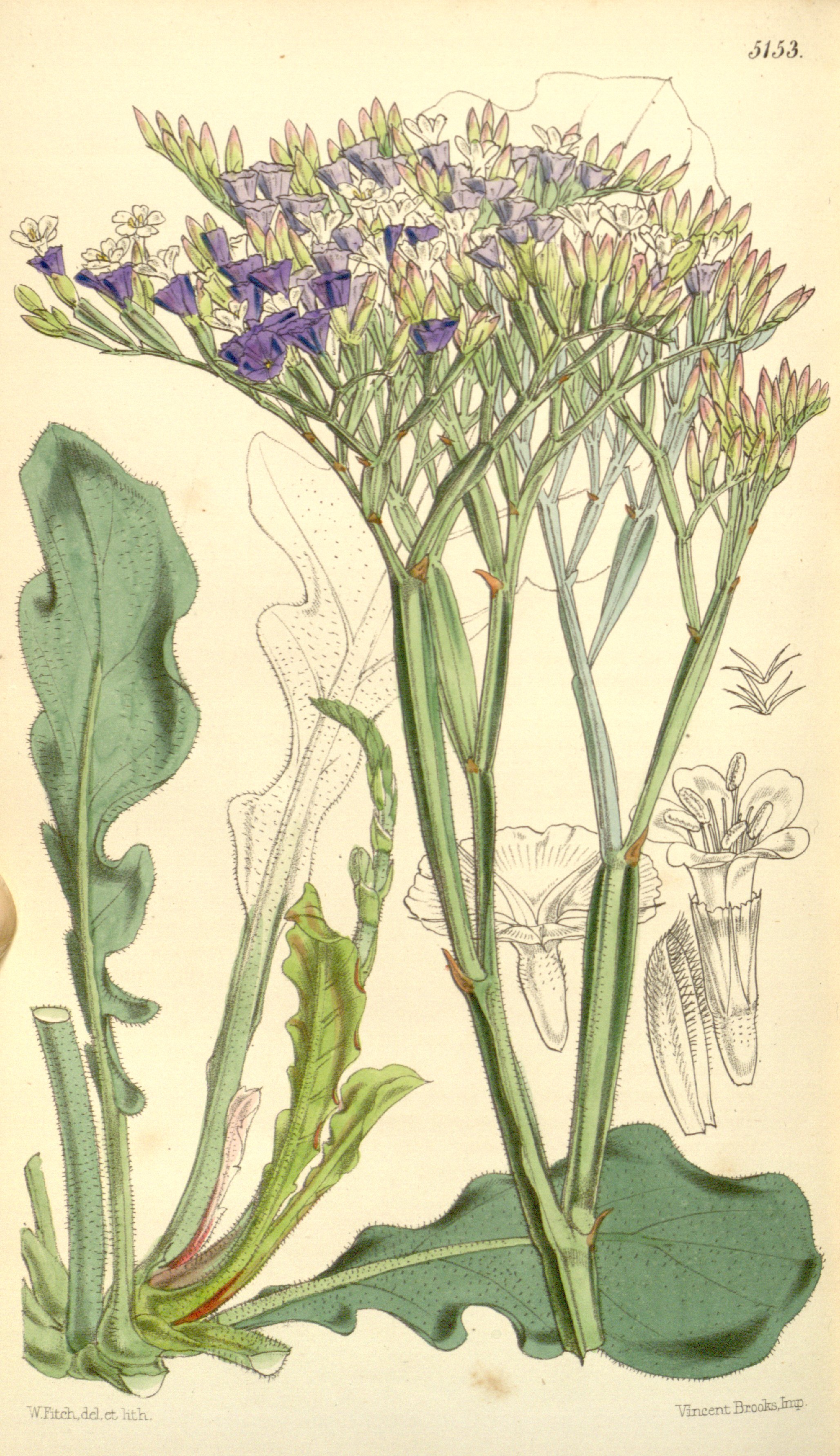 no full size  illustration available (3a)