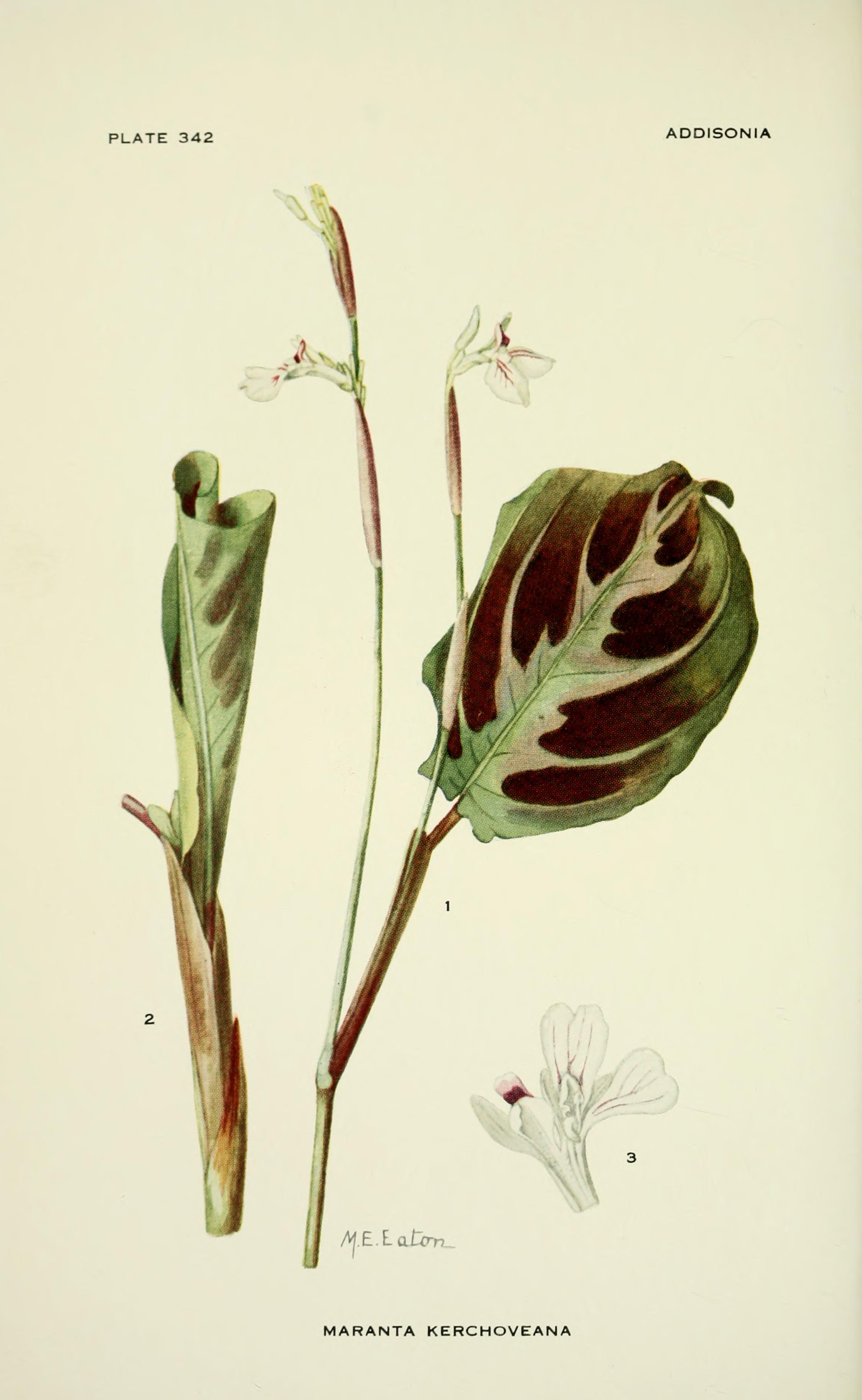 no full size  illustration available (3a)