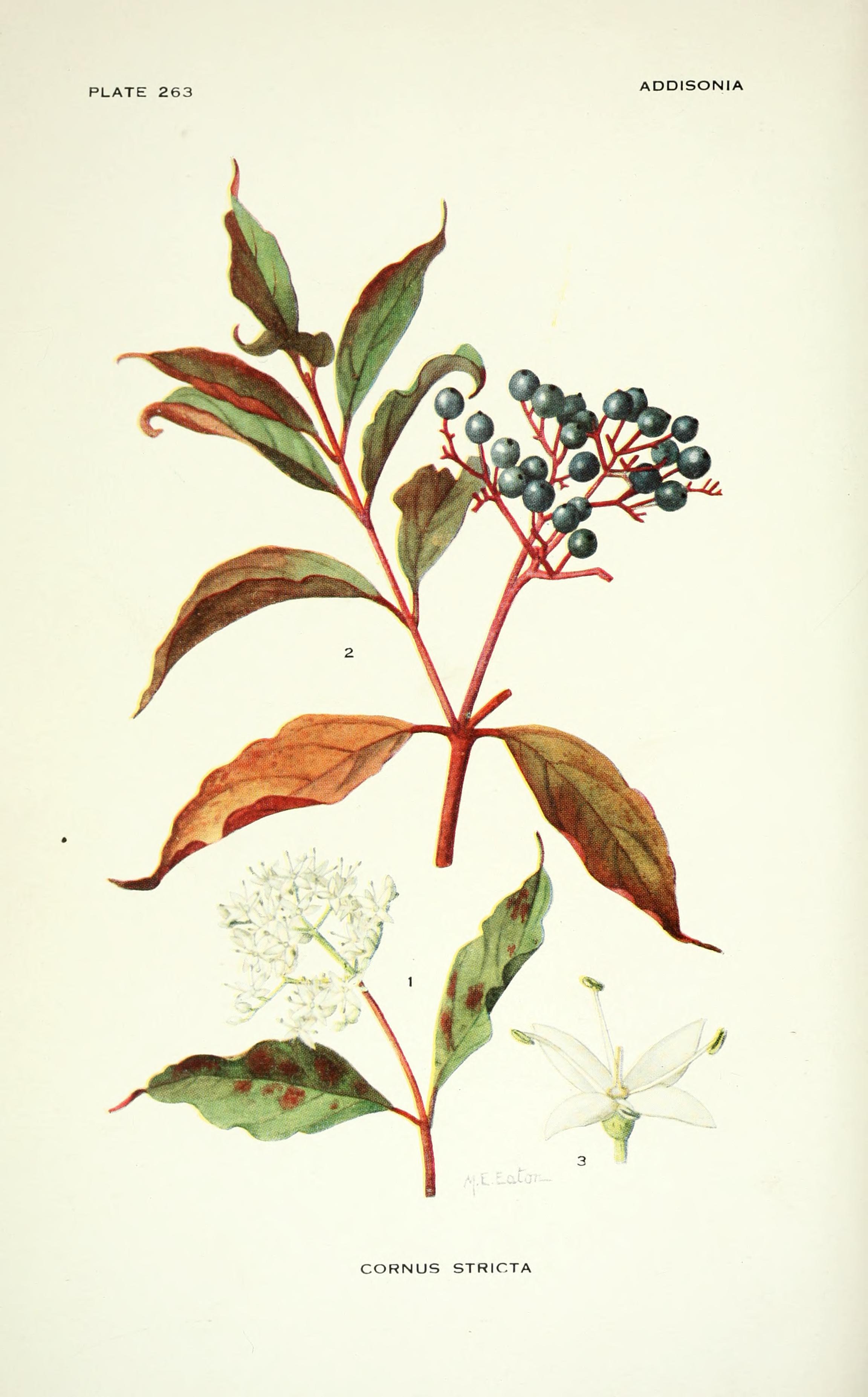 no full size  illustration available (3a)