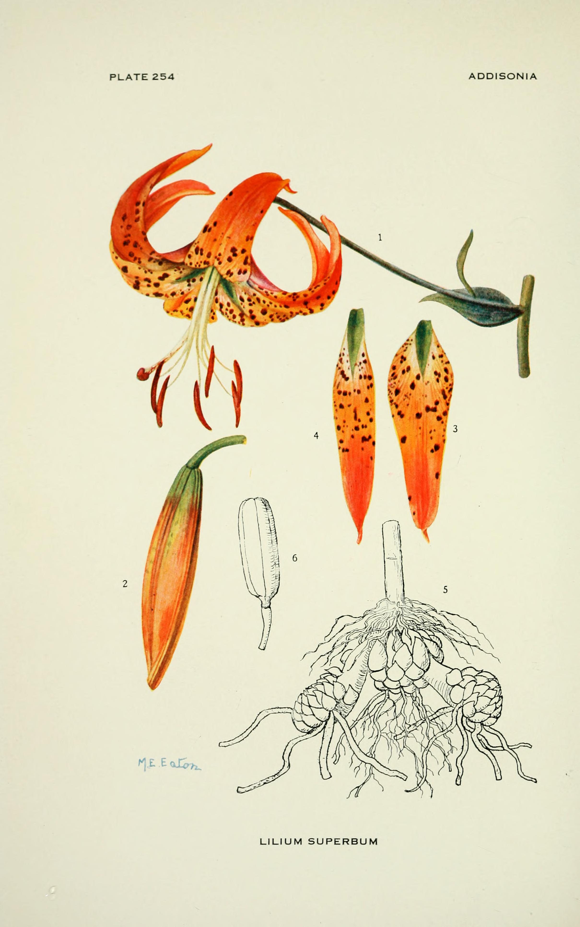 no full size  illustration available (3a)