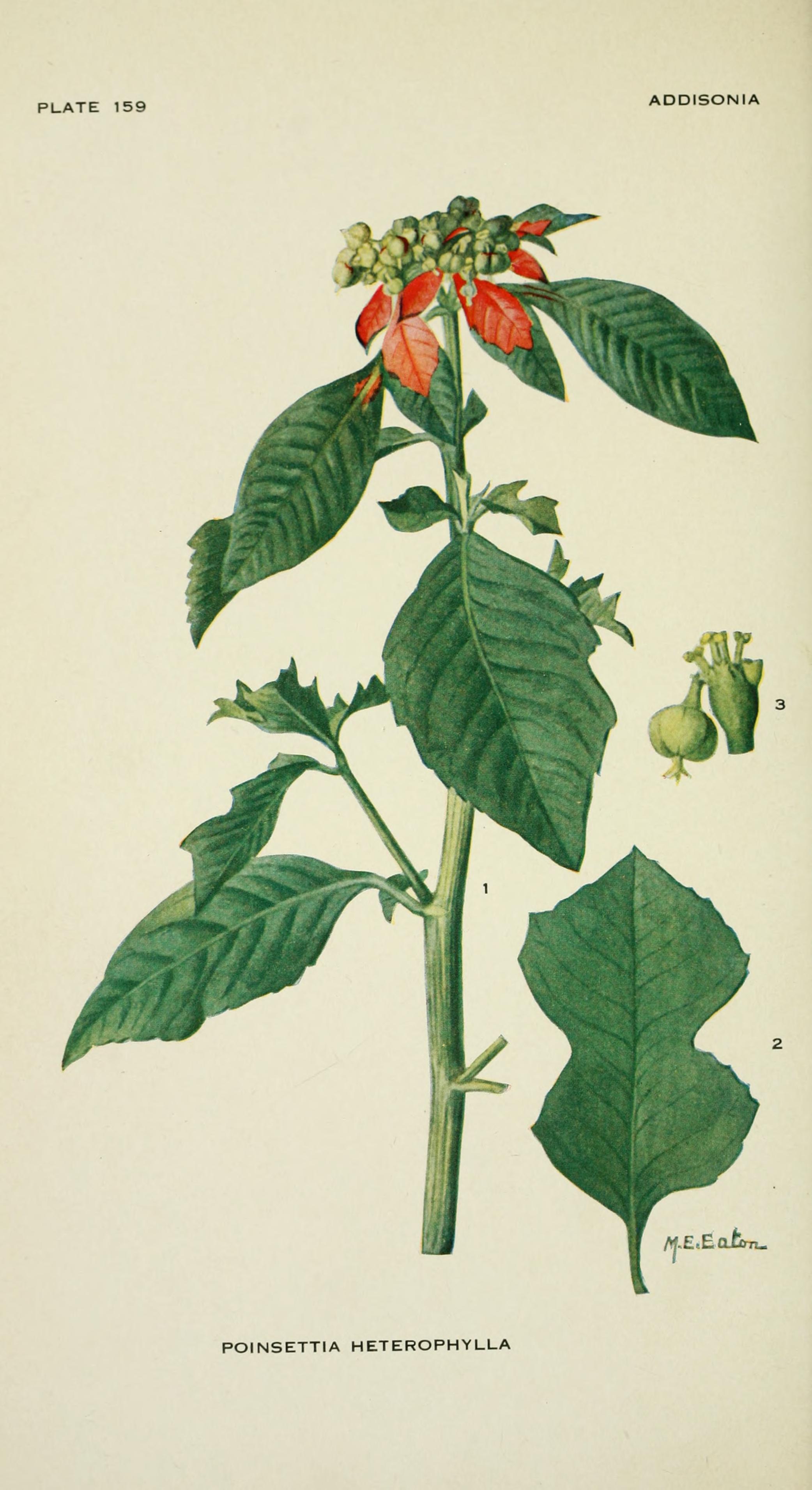 no full size  illustration available (3a)