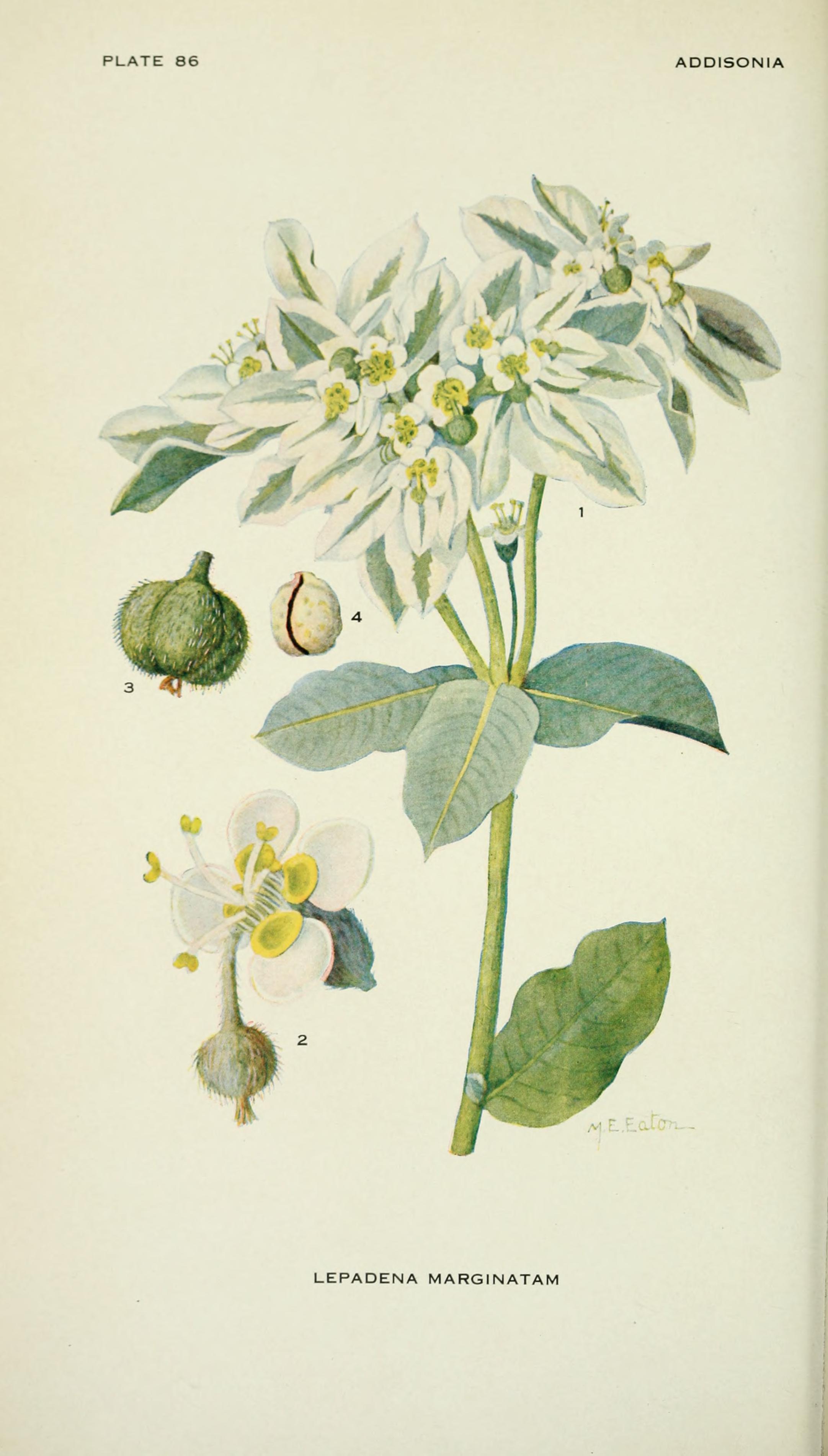 no full size  illustration available (3a)